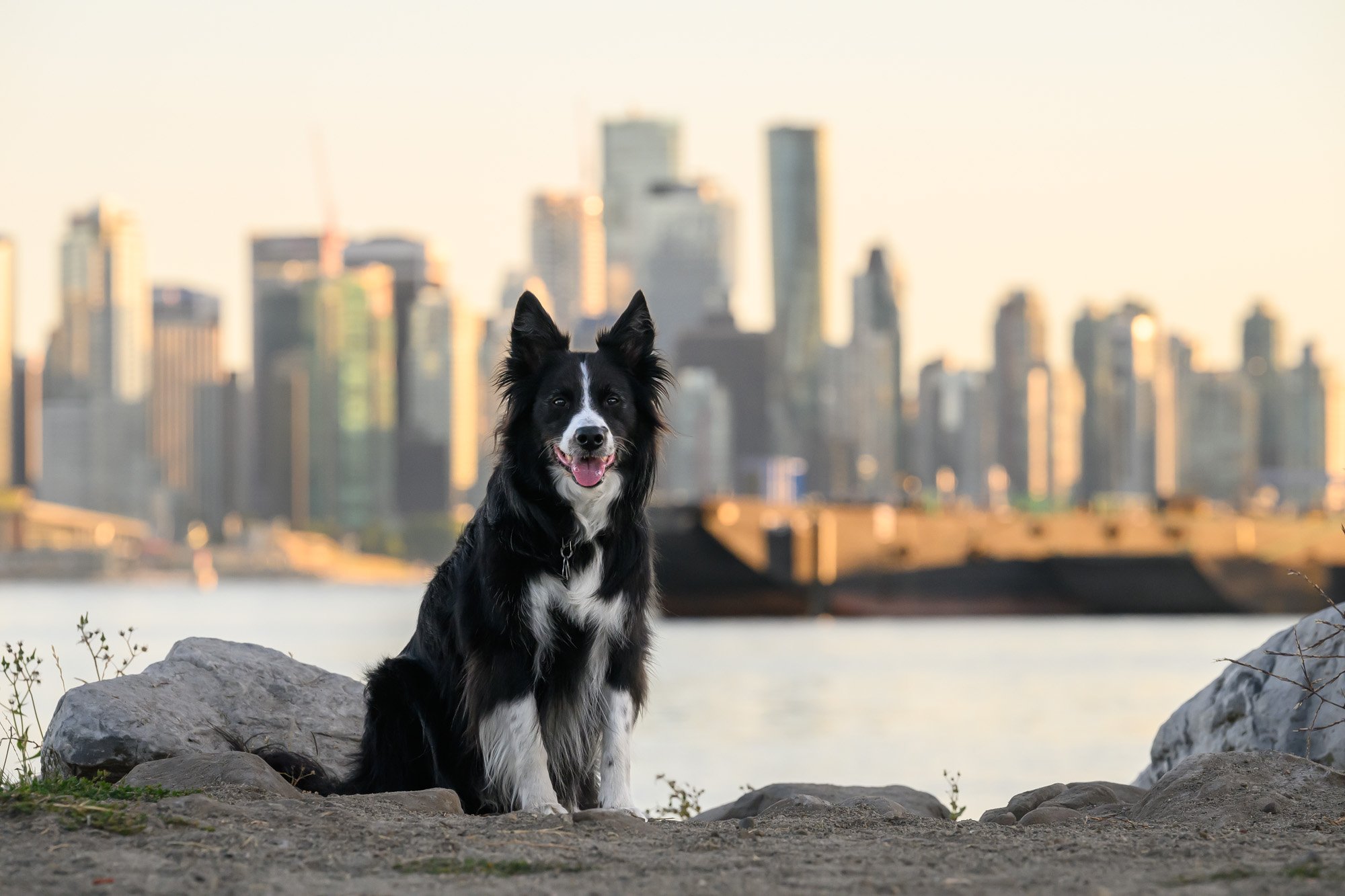 10 year old border collie in Vancouver