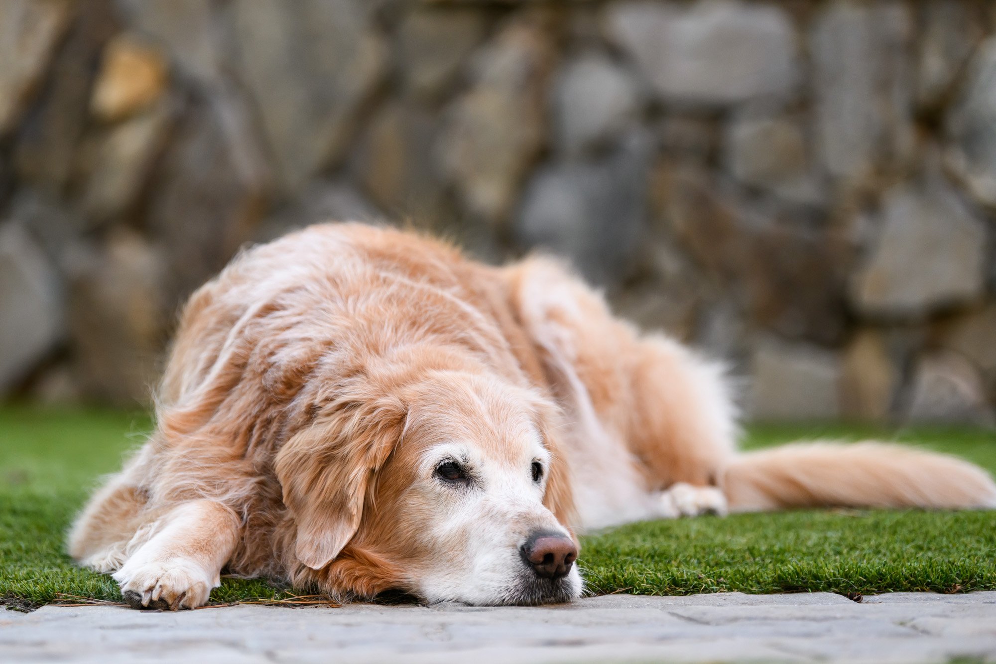 old golden retriever laying in yard