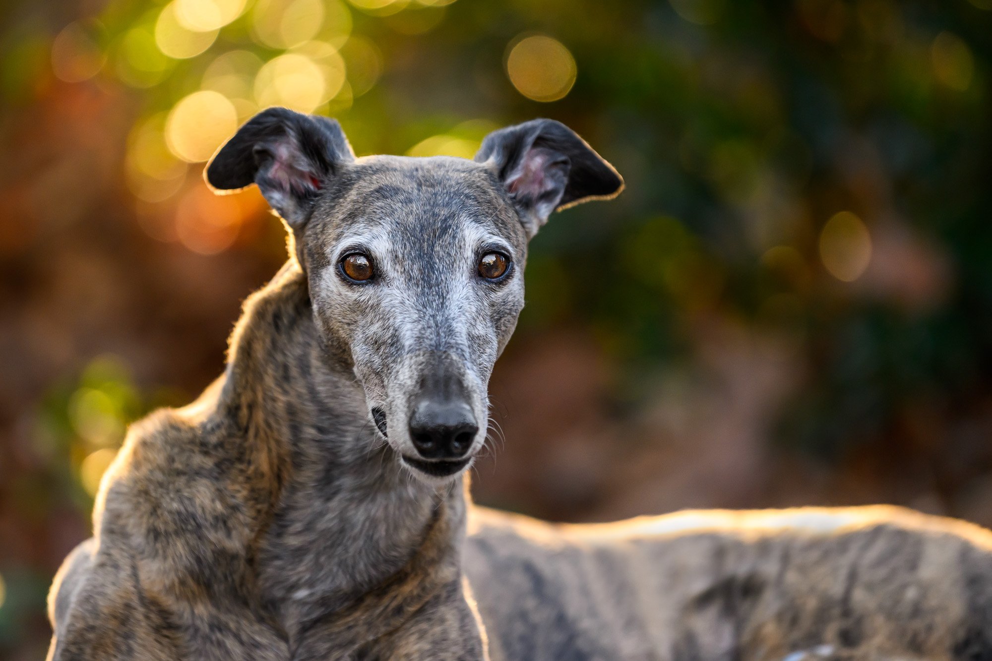 senior greyhound portrait