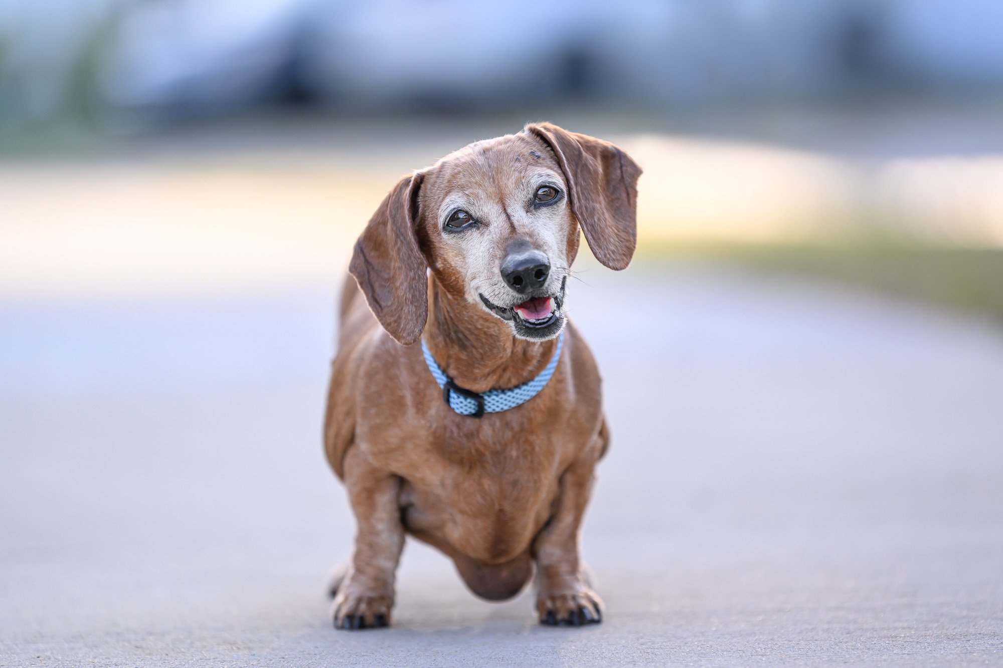 senior smiling dachshund