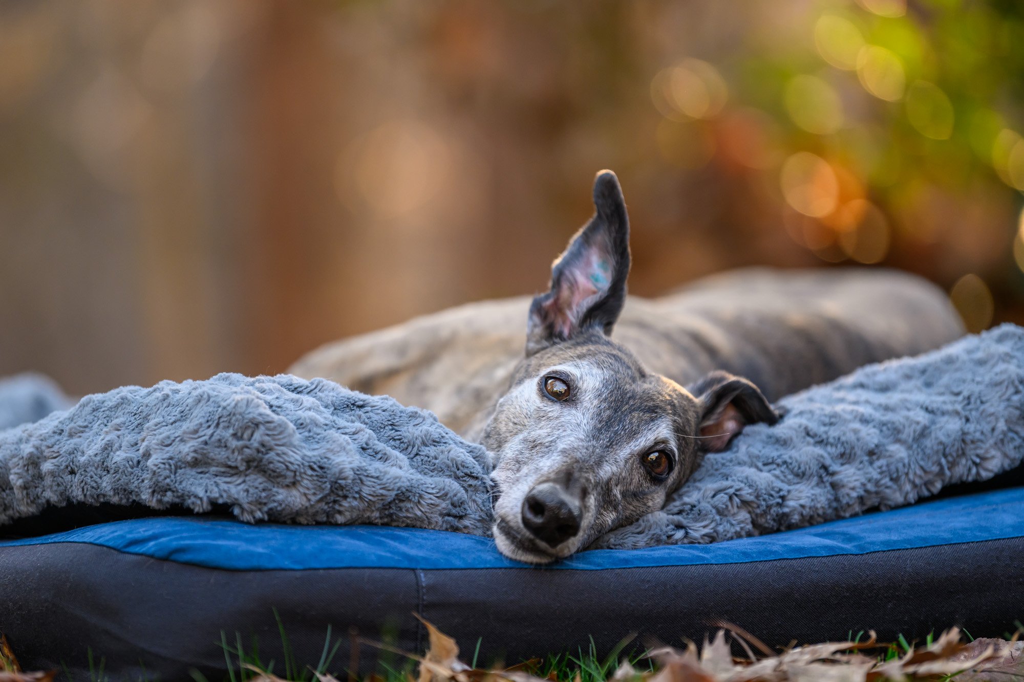 older greyhound laying on dog bed