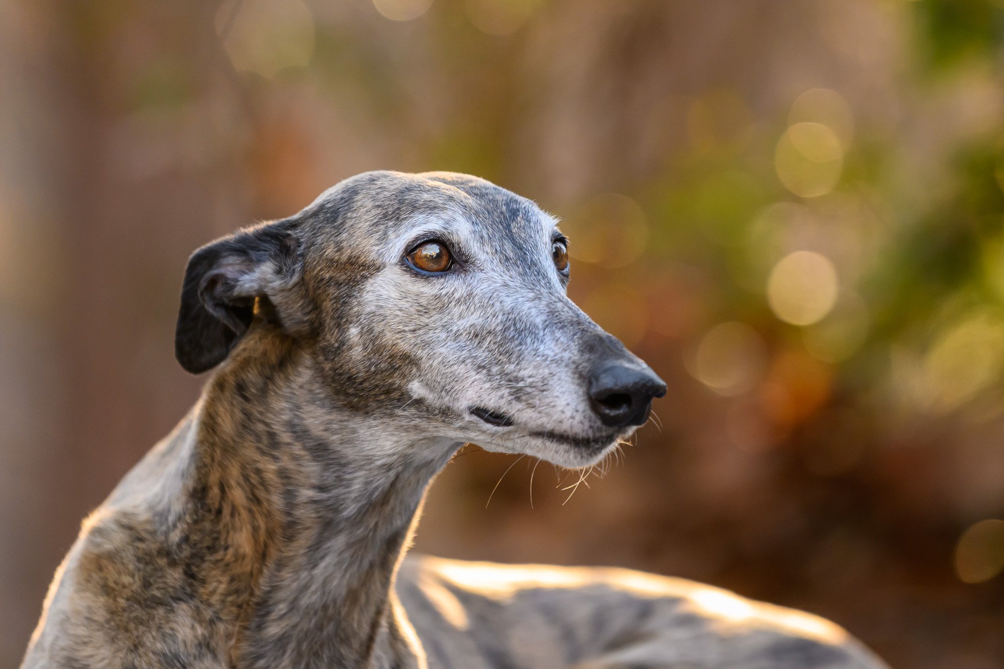 close up of older greyhound