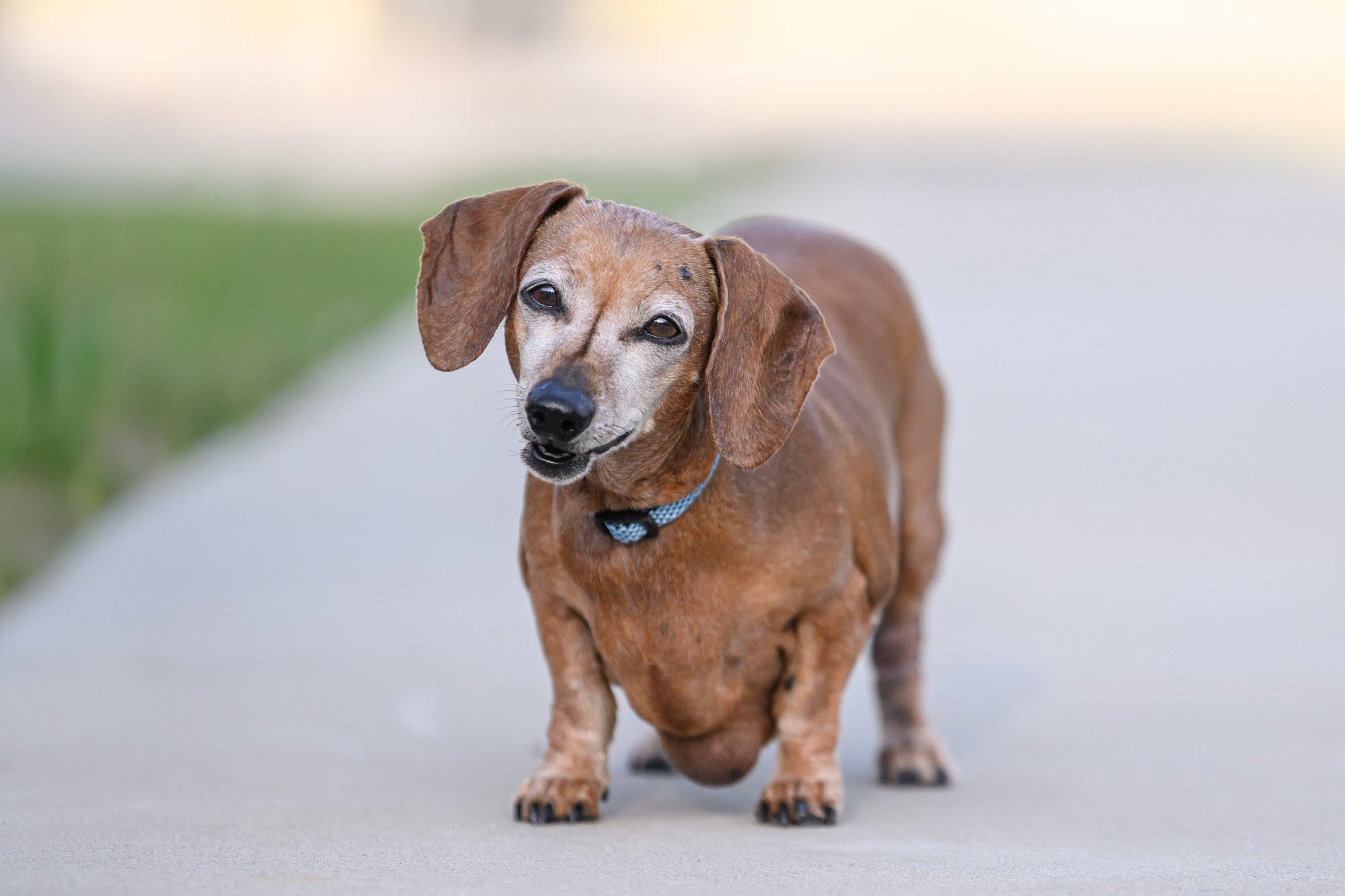 older dachshund posing on sidewalk
