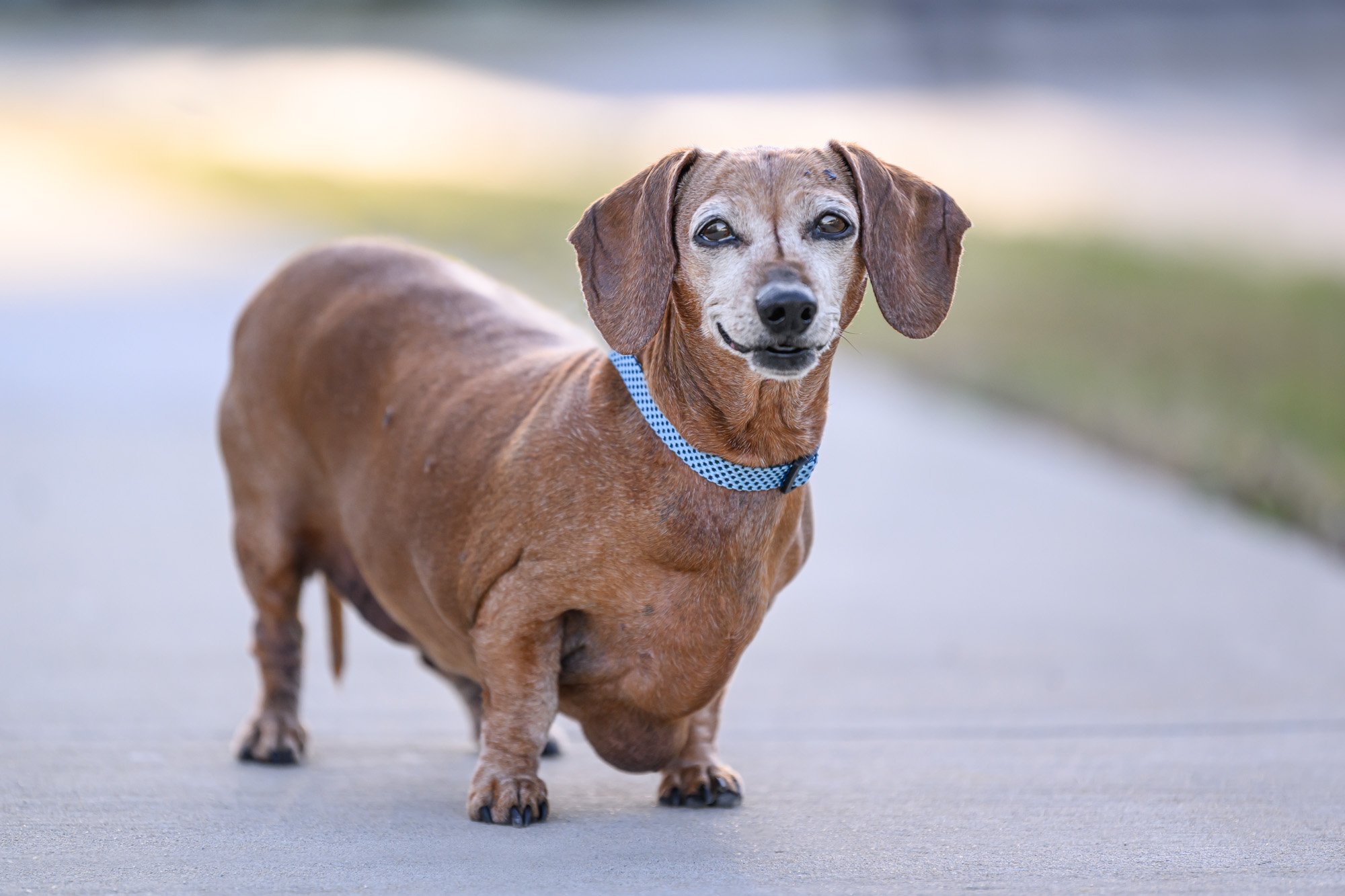 older dachshund with lumps
