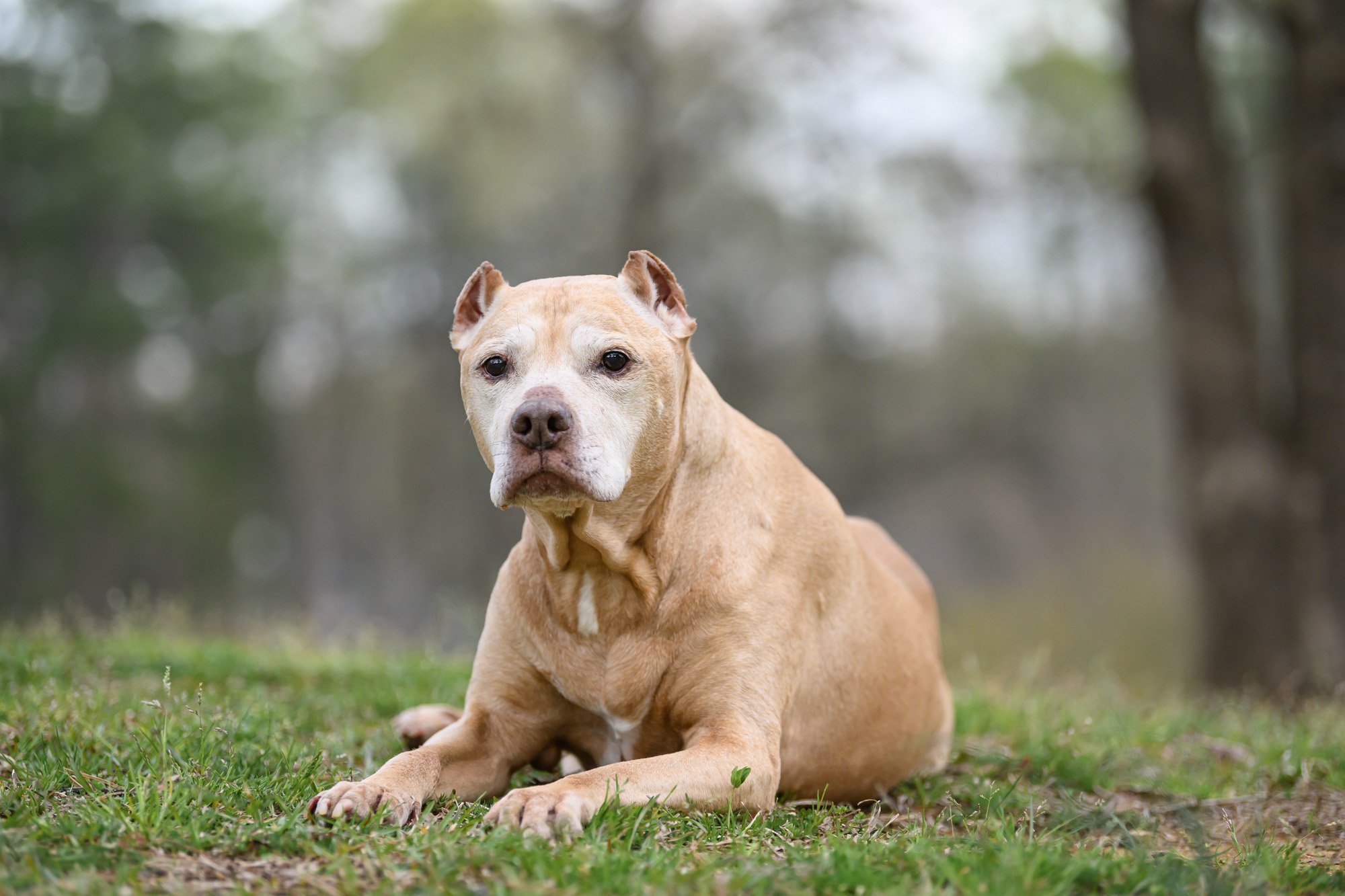 terminally ill older pitbull 