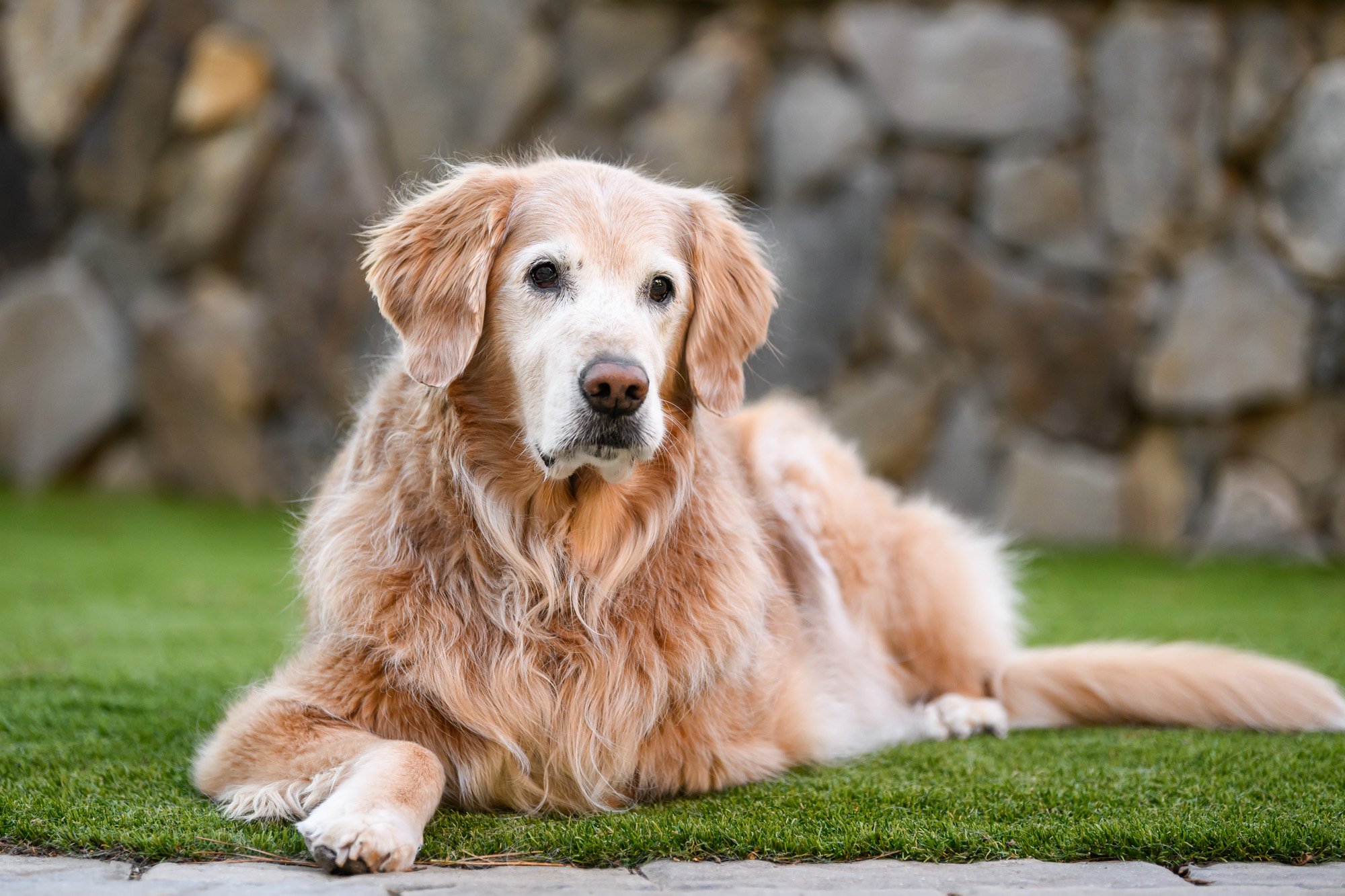 older golden retriever laying on the ground