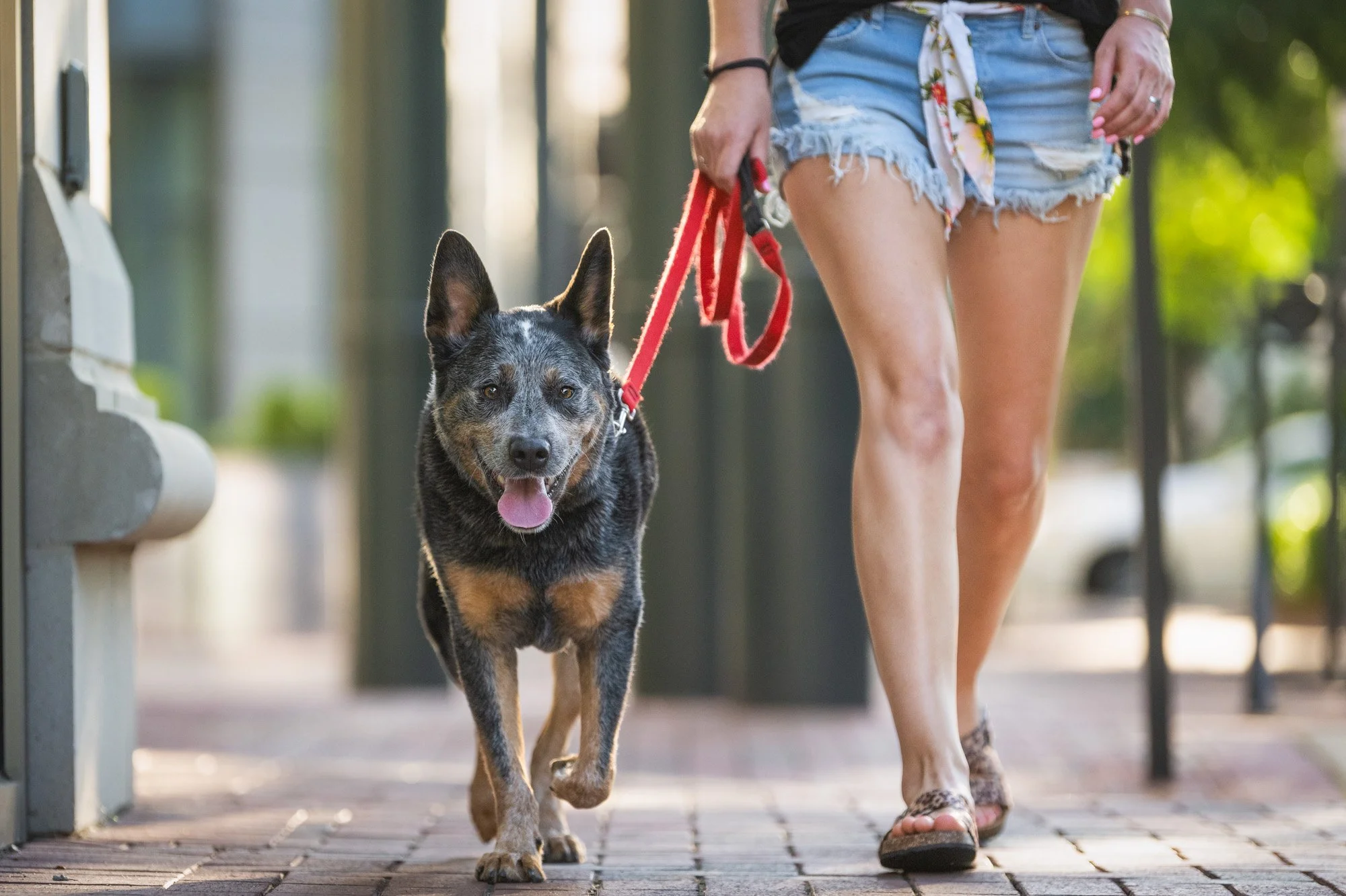 5 Benefits of Walking Your Dog