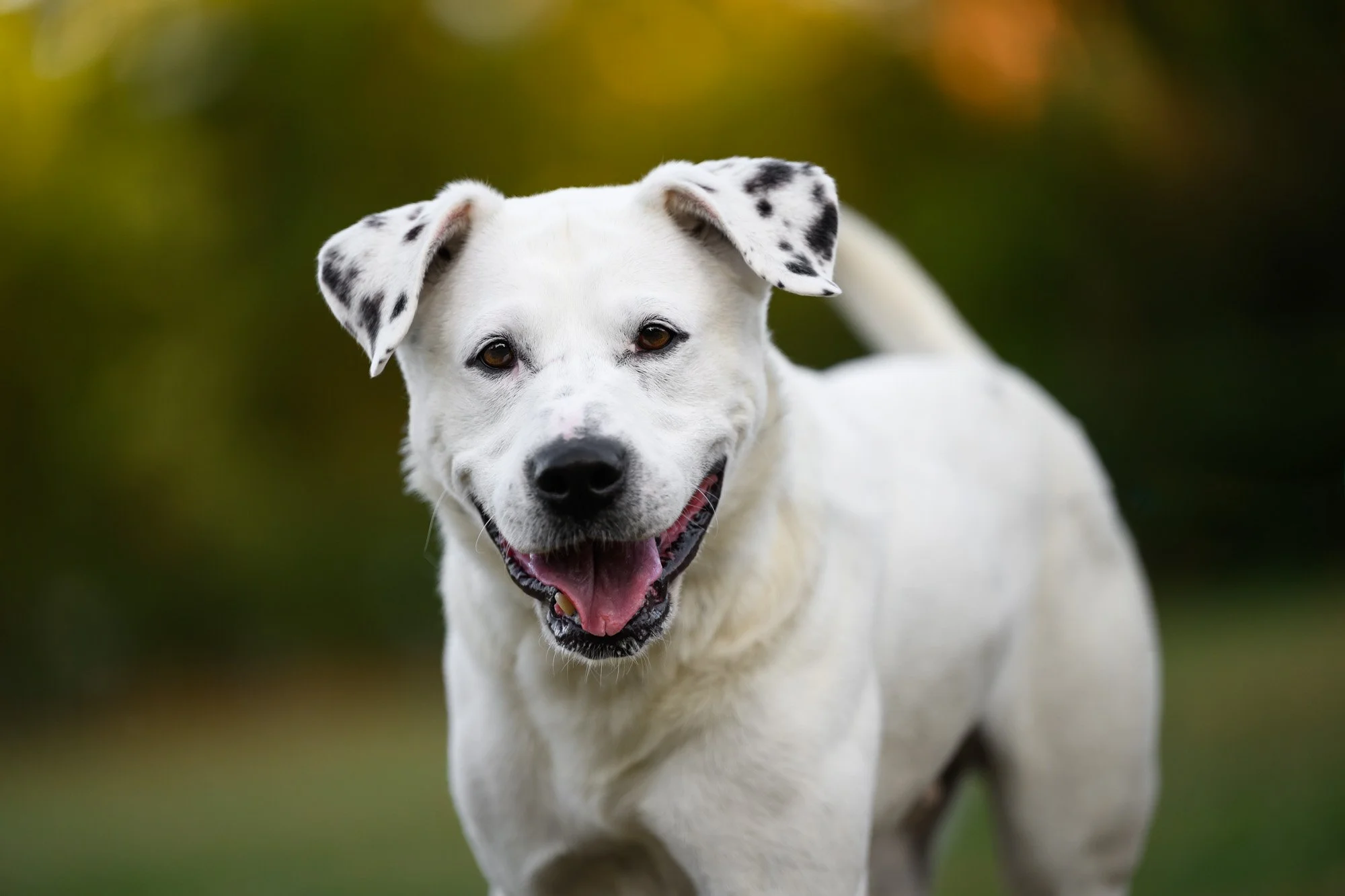 4-Year Old Adopted Pitbull Mix is our Newest Family Member
