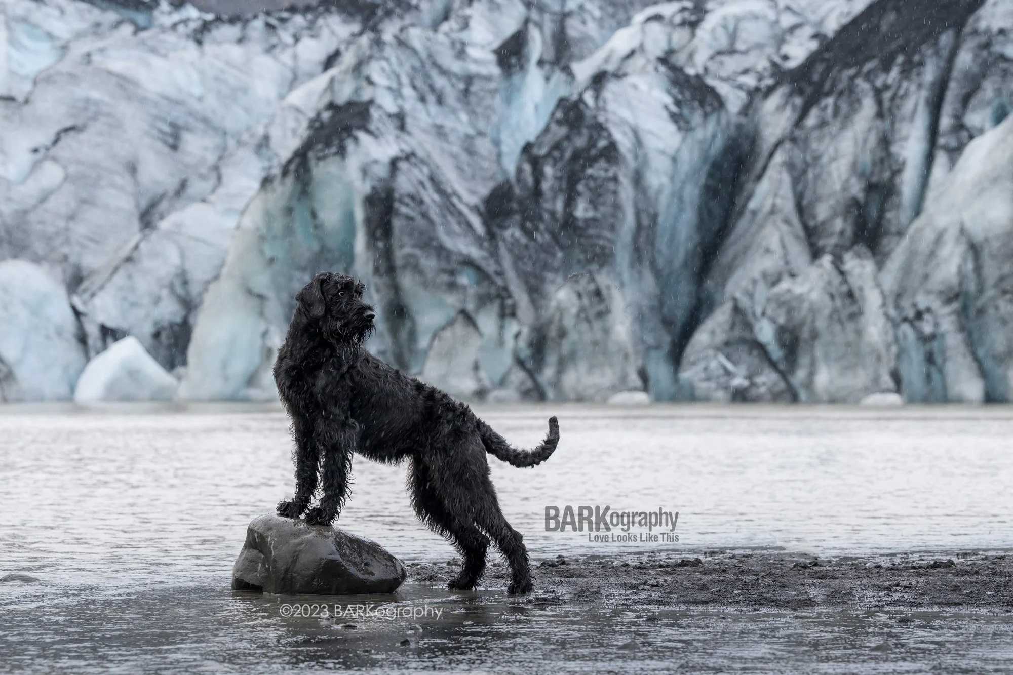 This Traveling Dog Photographer goes to Iceland