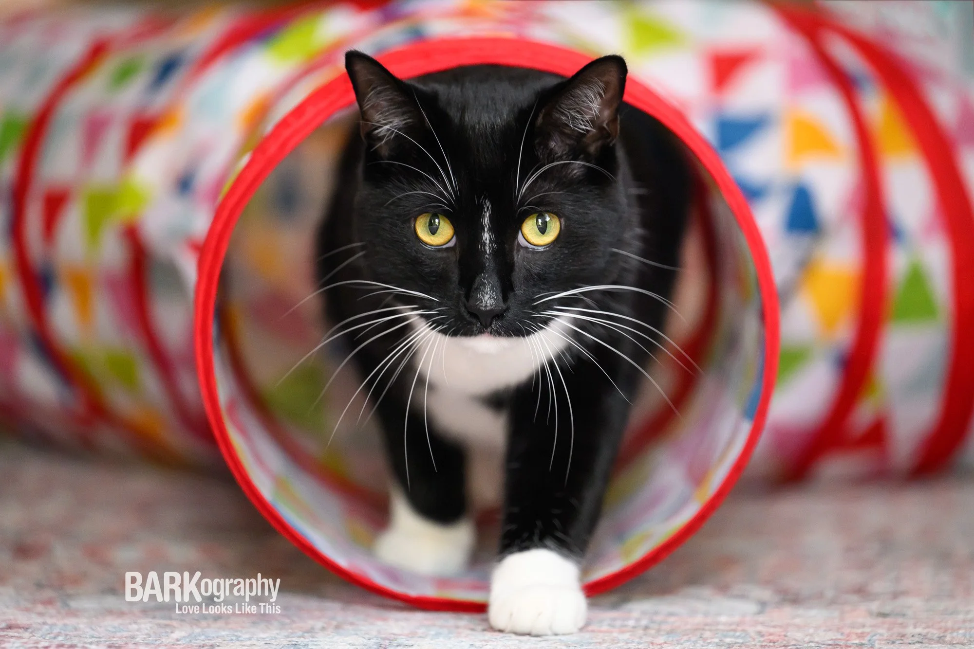 2023 Pet Photography Year in Review