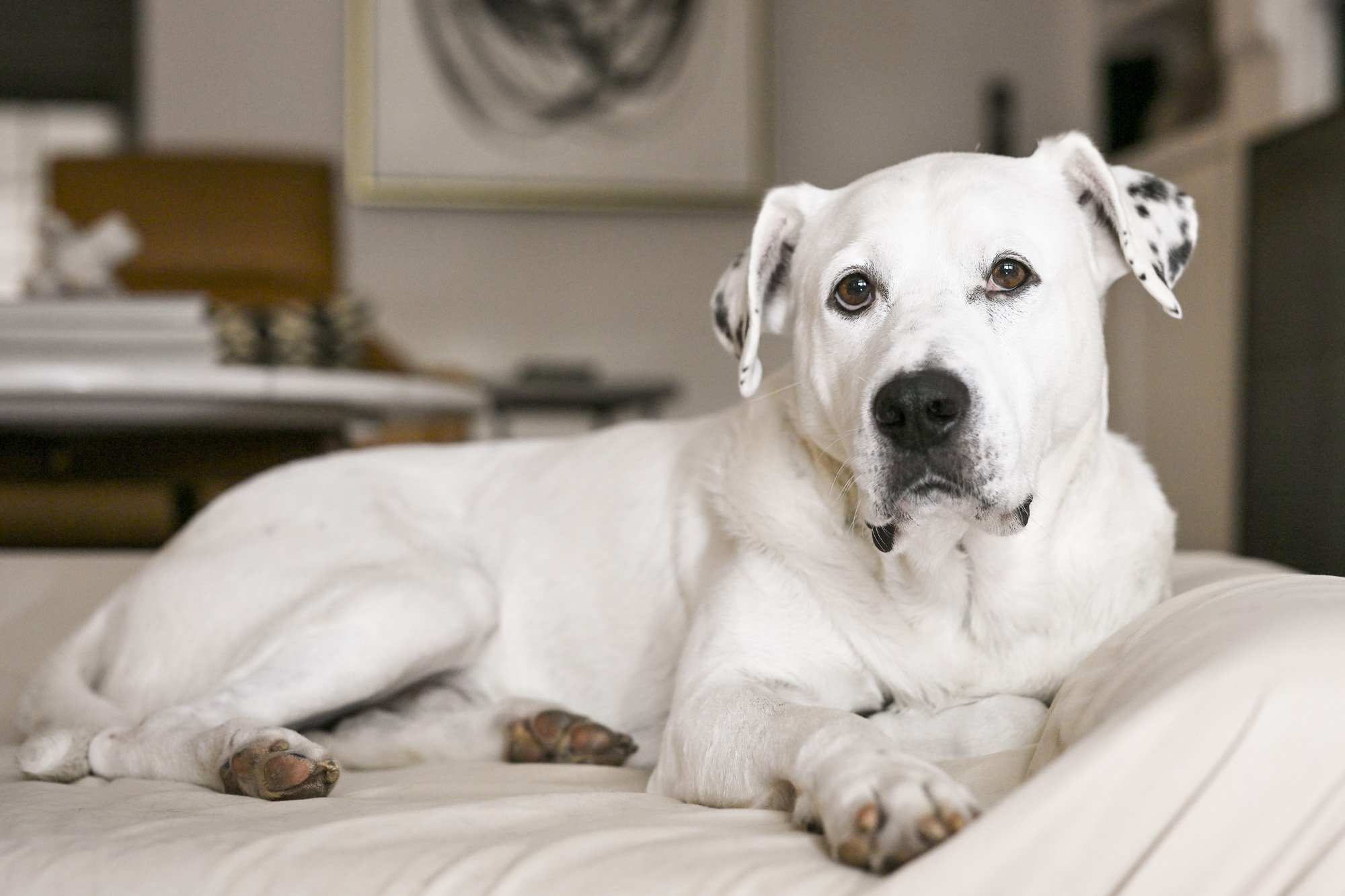 Helping our Rescue Dog Jeff Settle In