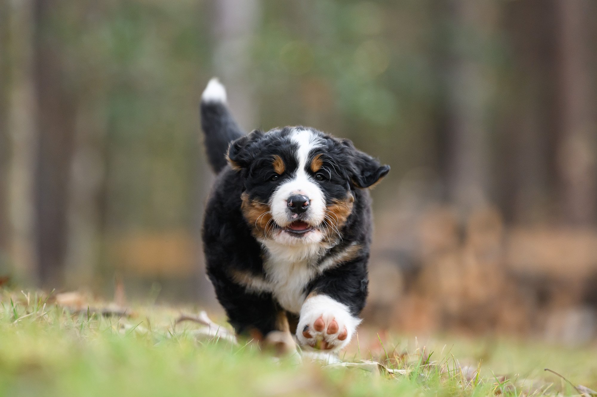 6 week old bernese mountain dog puppy showing toe beans as running