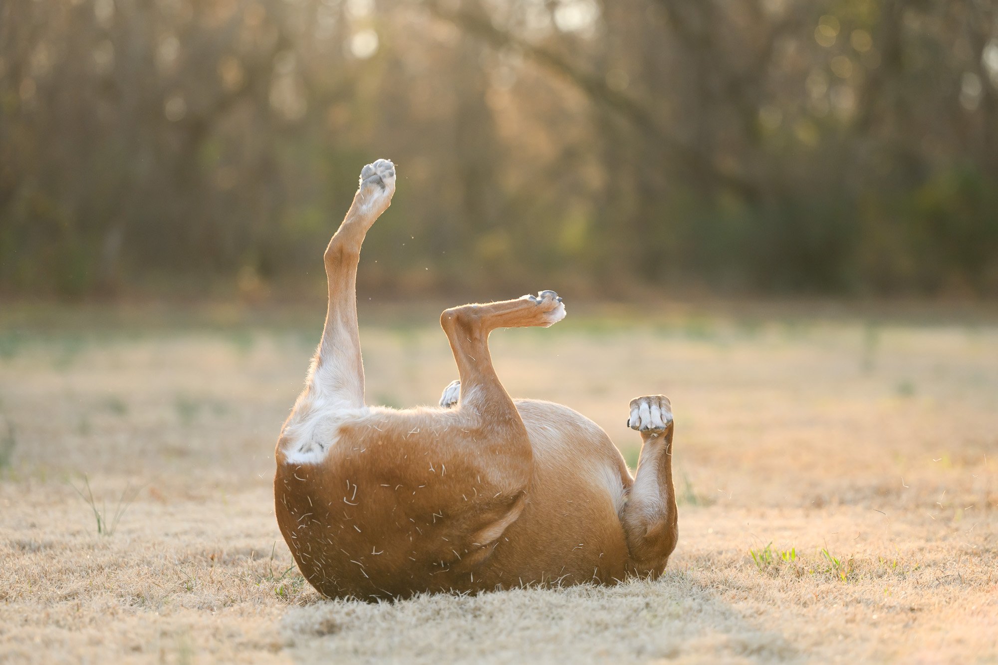 boxer dog rolling on his back in grass
