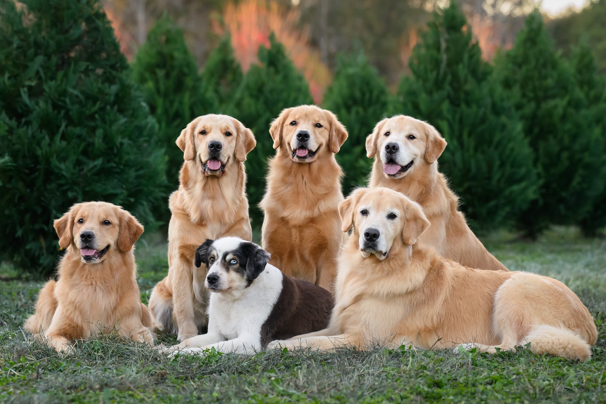 6 well trained dog posing for holiday card in Christmas tree farm
