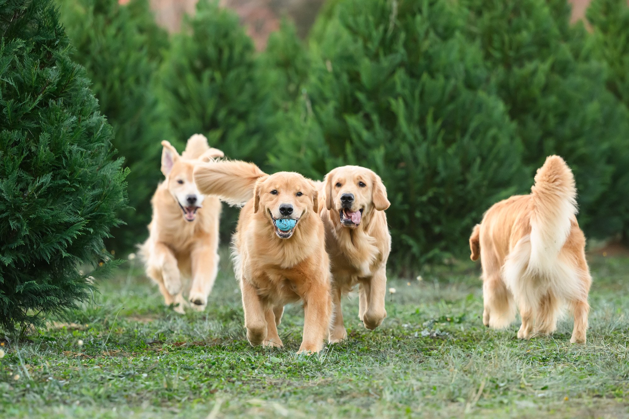 4 dogs playing in Christmas tree farm