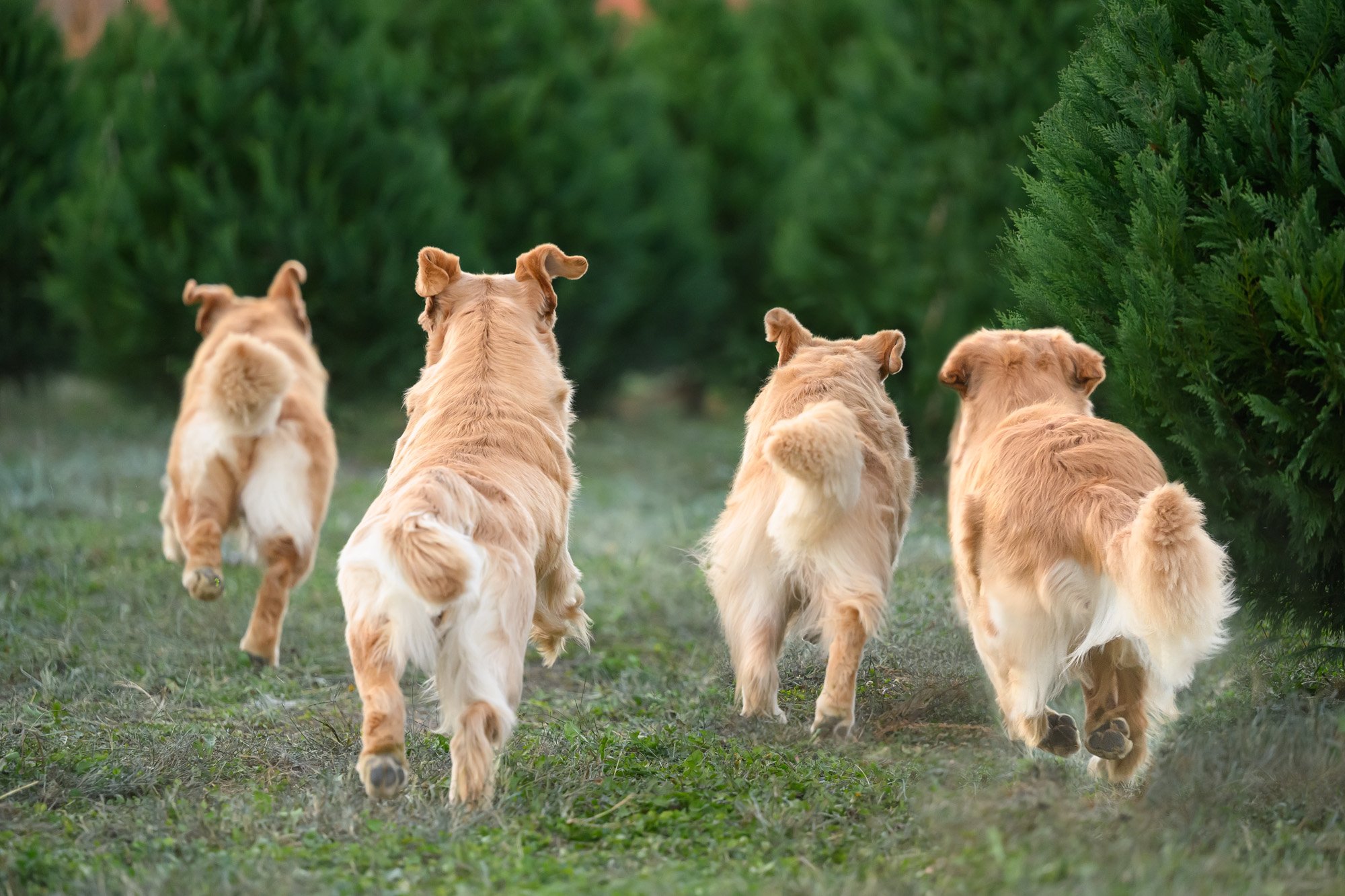 golden retrievers running in Christmas tree farm
