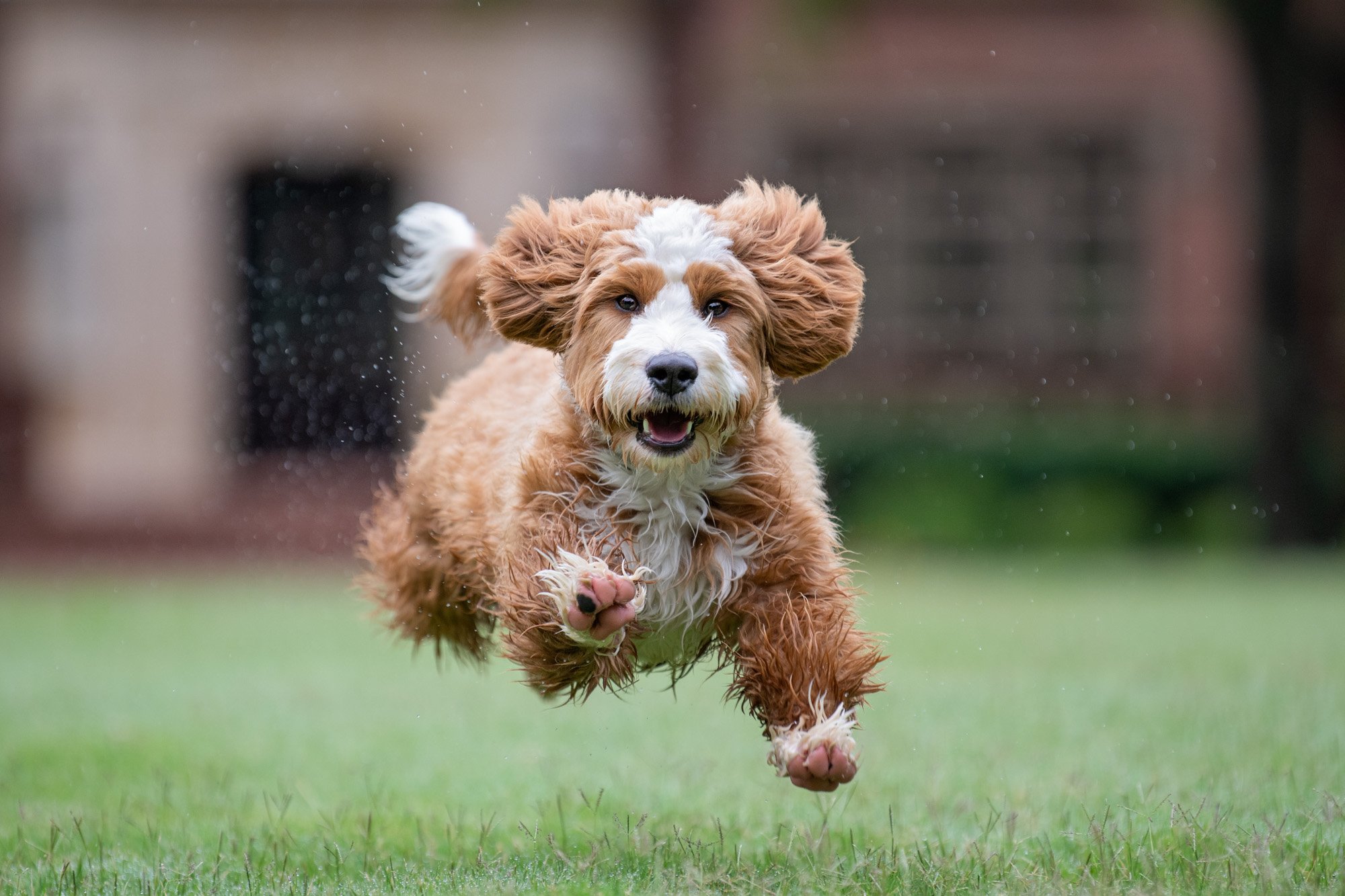 dog leaping while running with toe beans showing