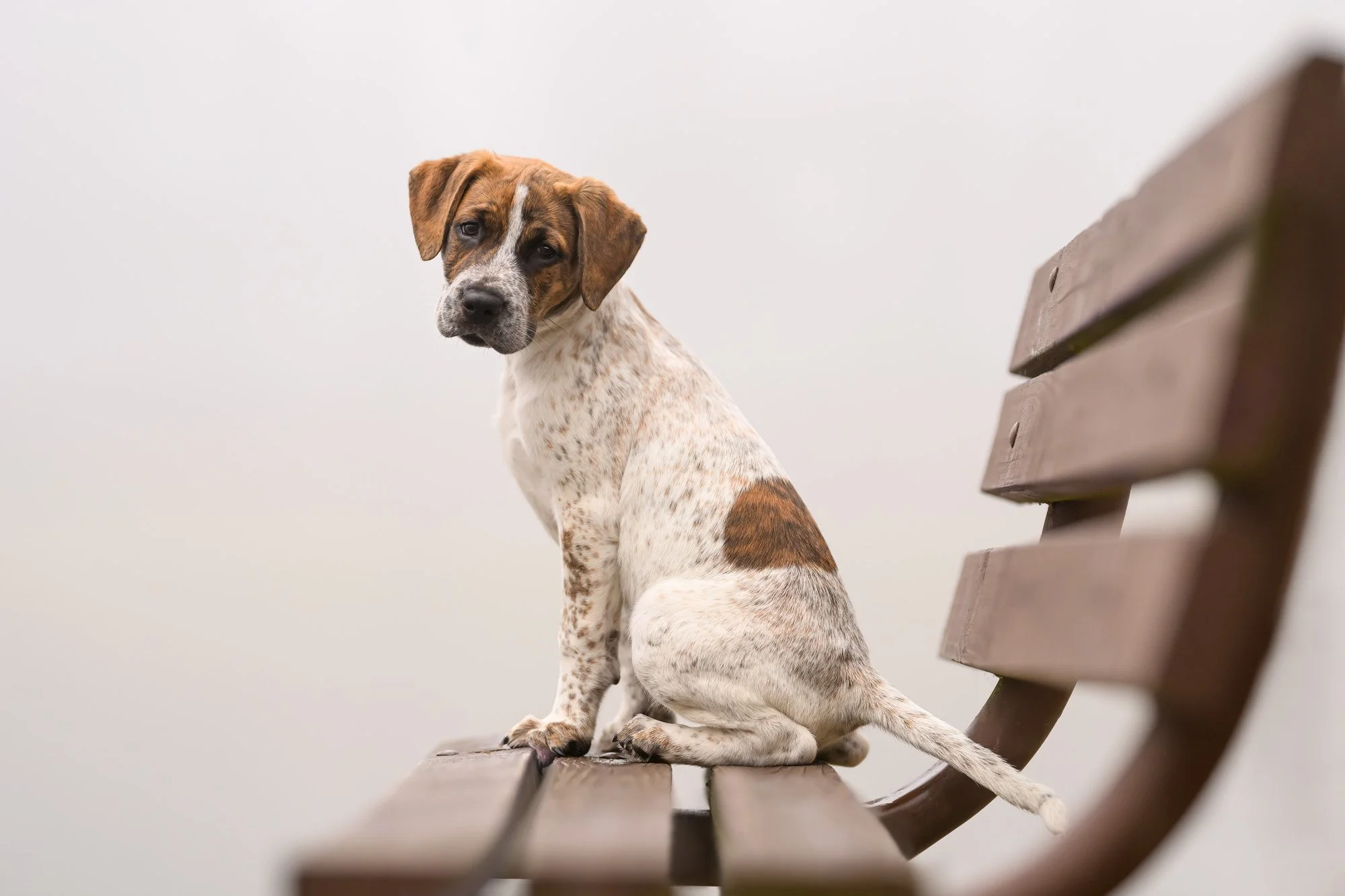 Pet Photography Challenge Using Leading Lines