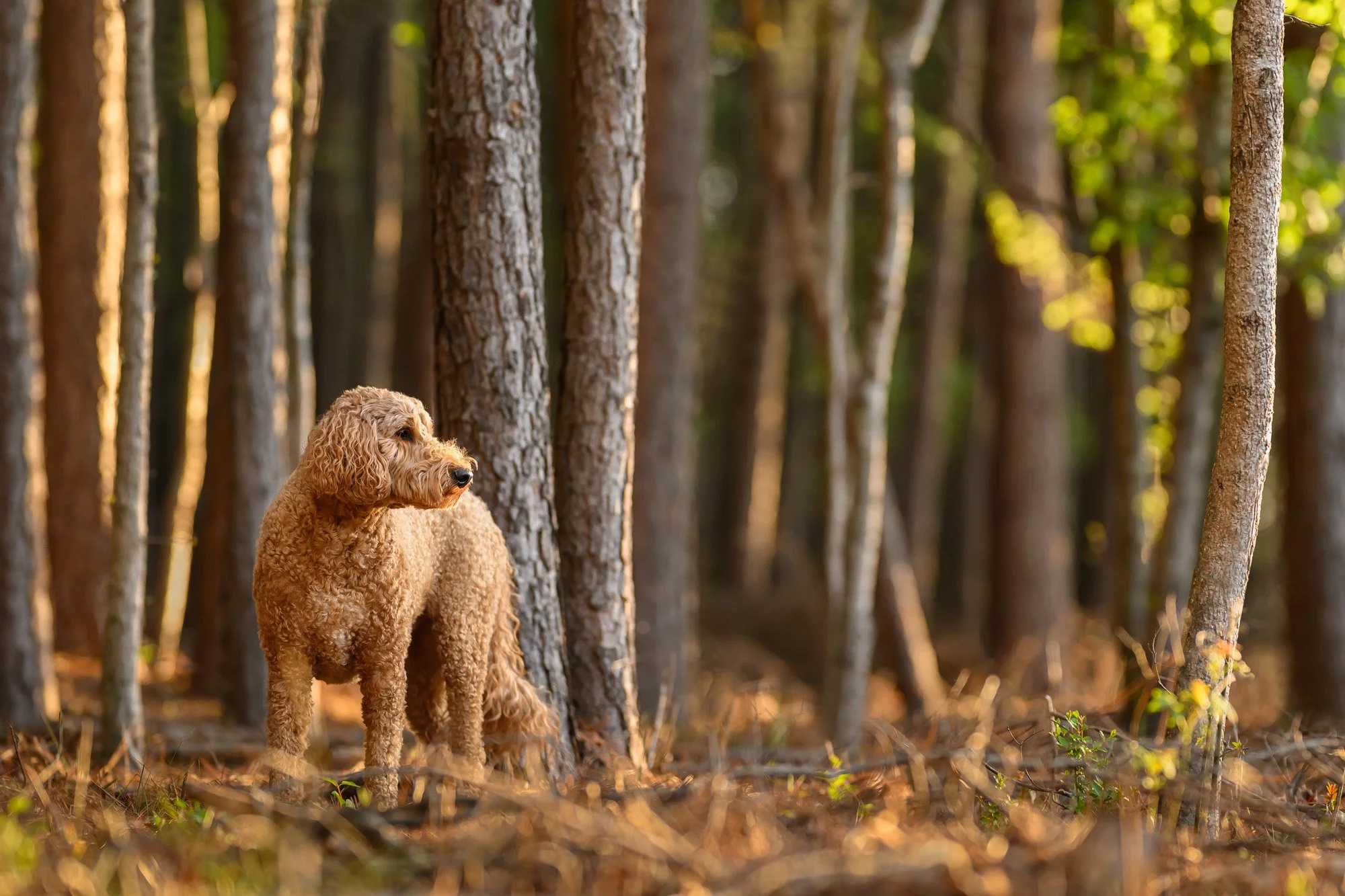 Side Light in Dog Photography