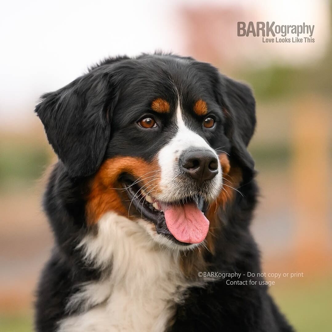 I look back on photos like this that I&rsquo;ve taken and they just make me happy.

What a great gift dogs are to us.

Happy Saturday. Have a good one y&rsquo;all.
.
.
#barkography #lovelookslikethis #barkographyontour #travelingpetphotographer #will