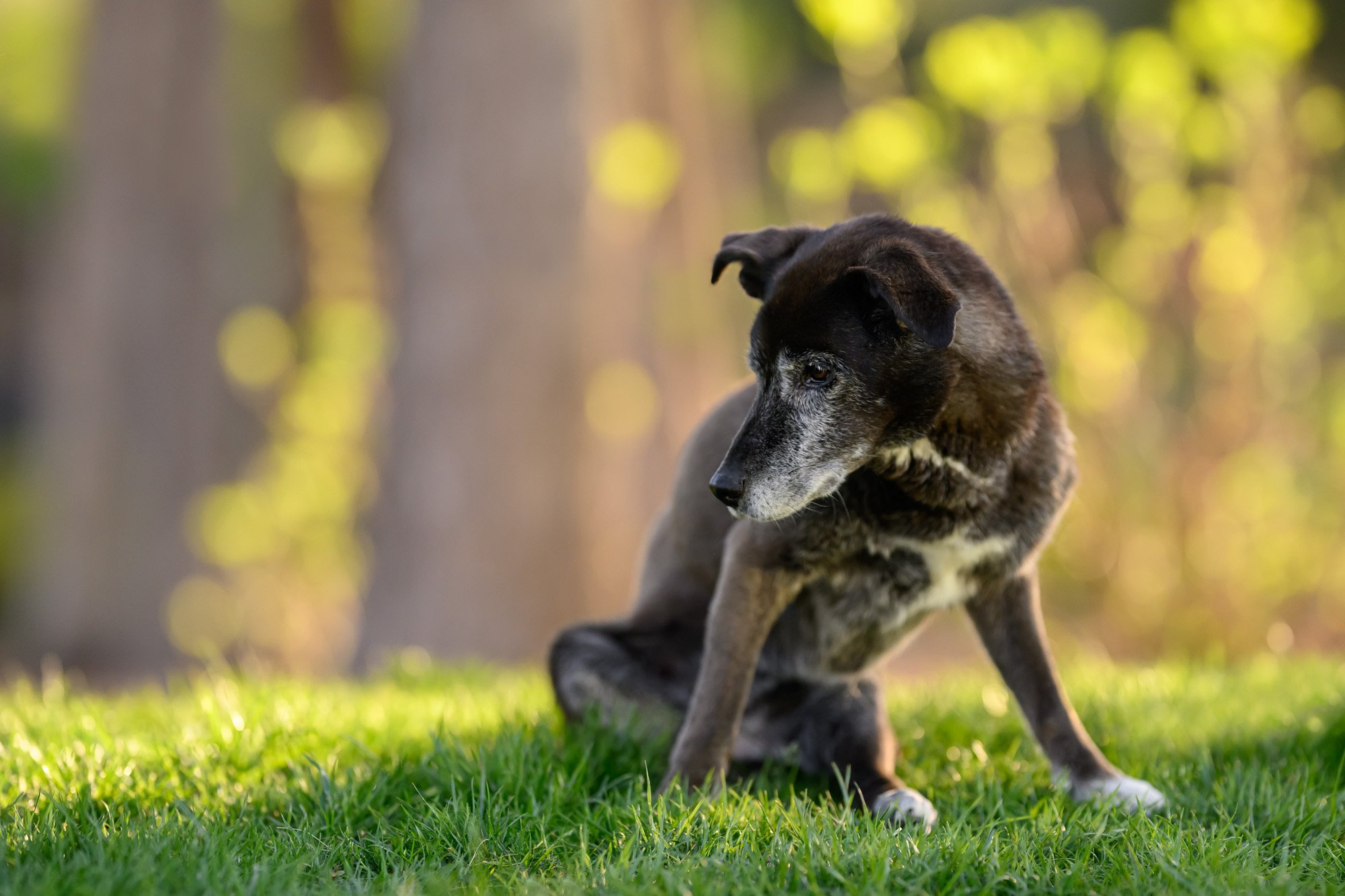 deaf and blind 16 year old dog