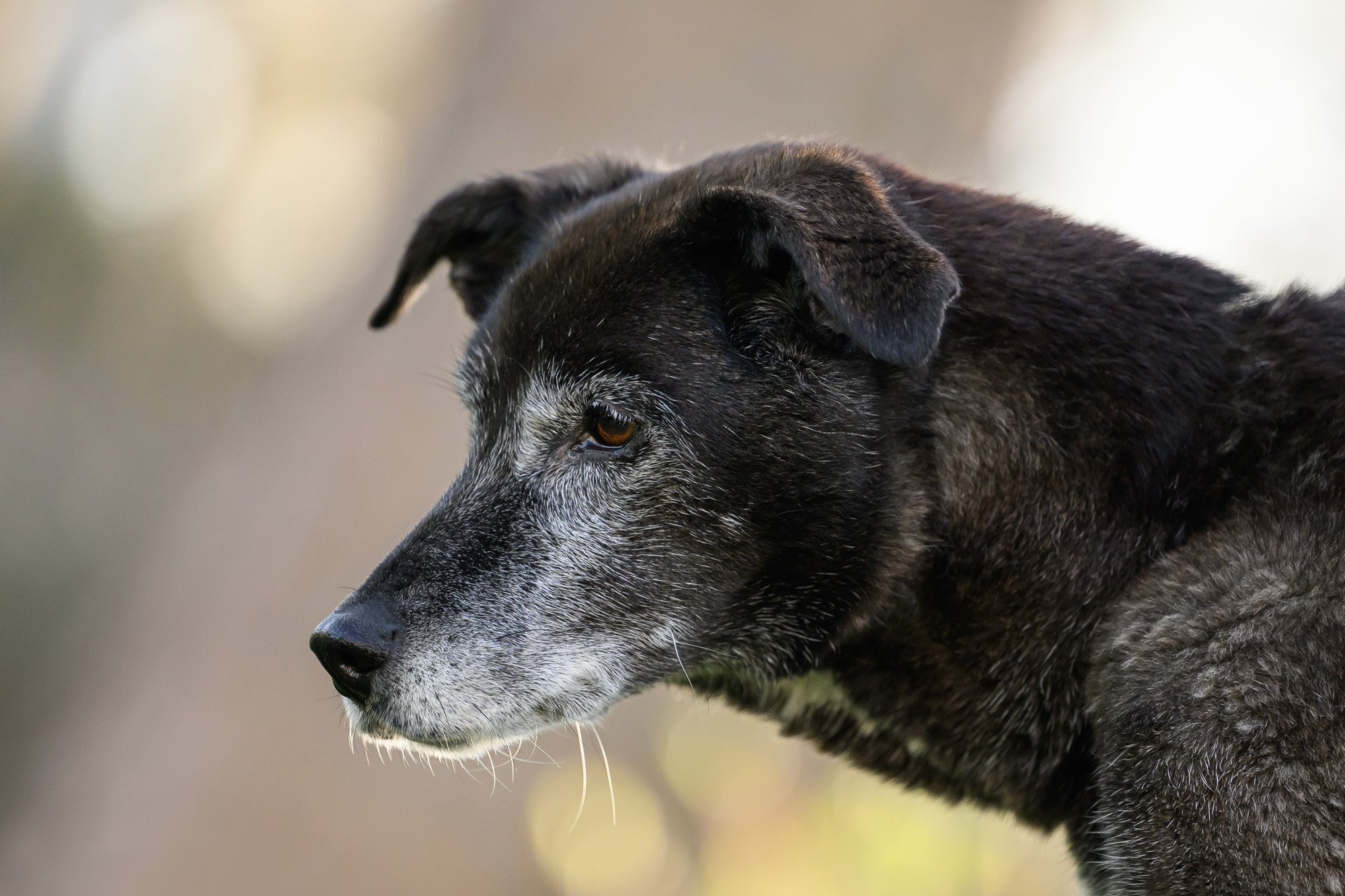 close up portrait of senior dog