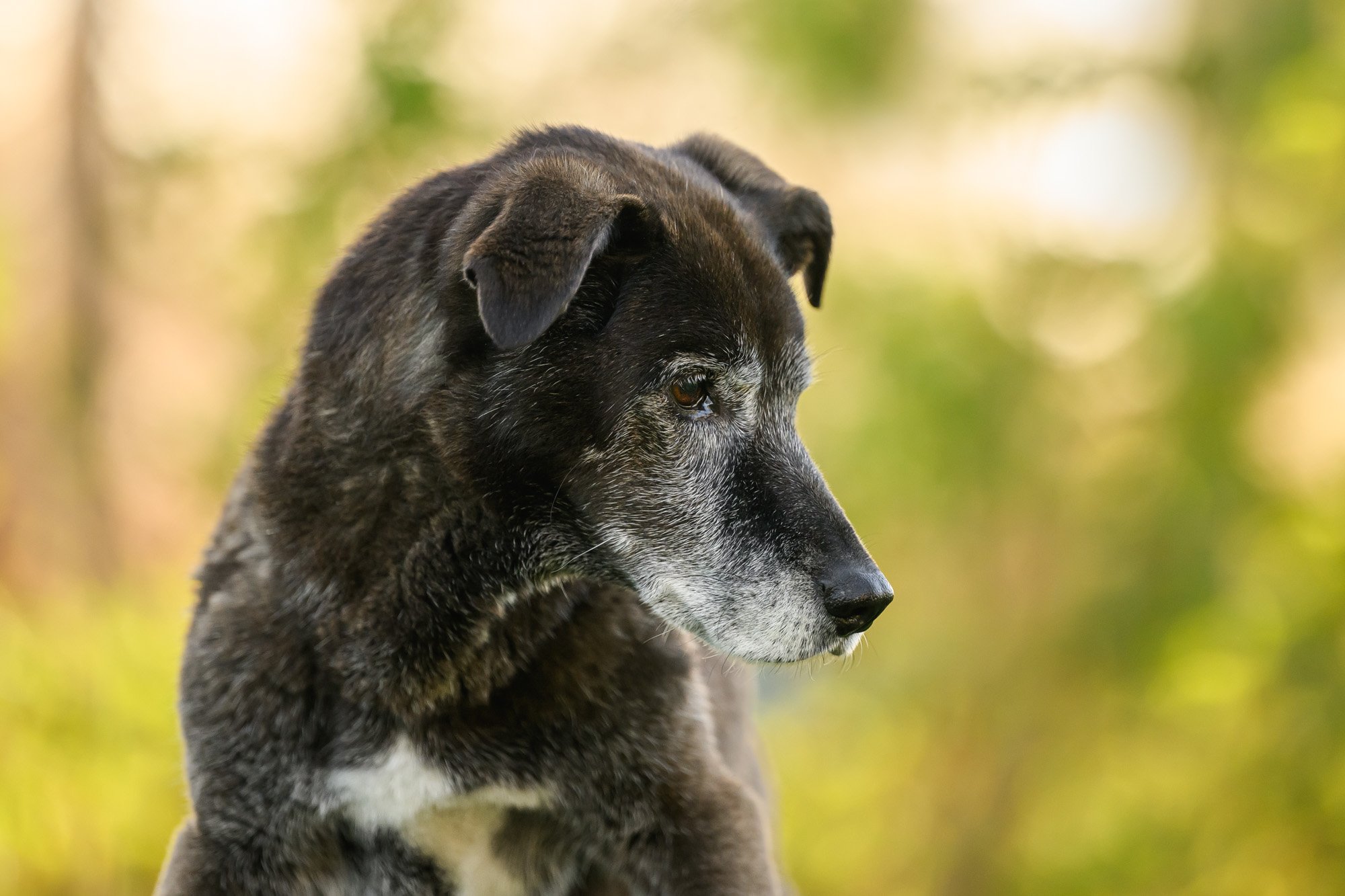 close up of senior dog