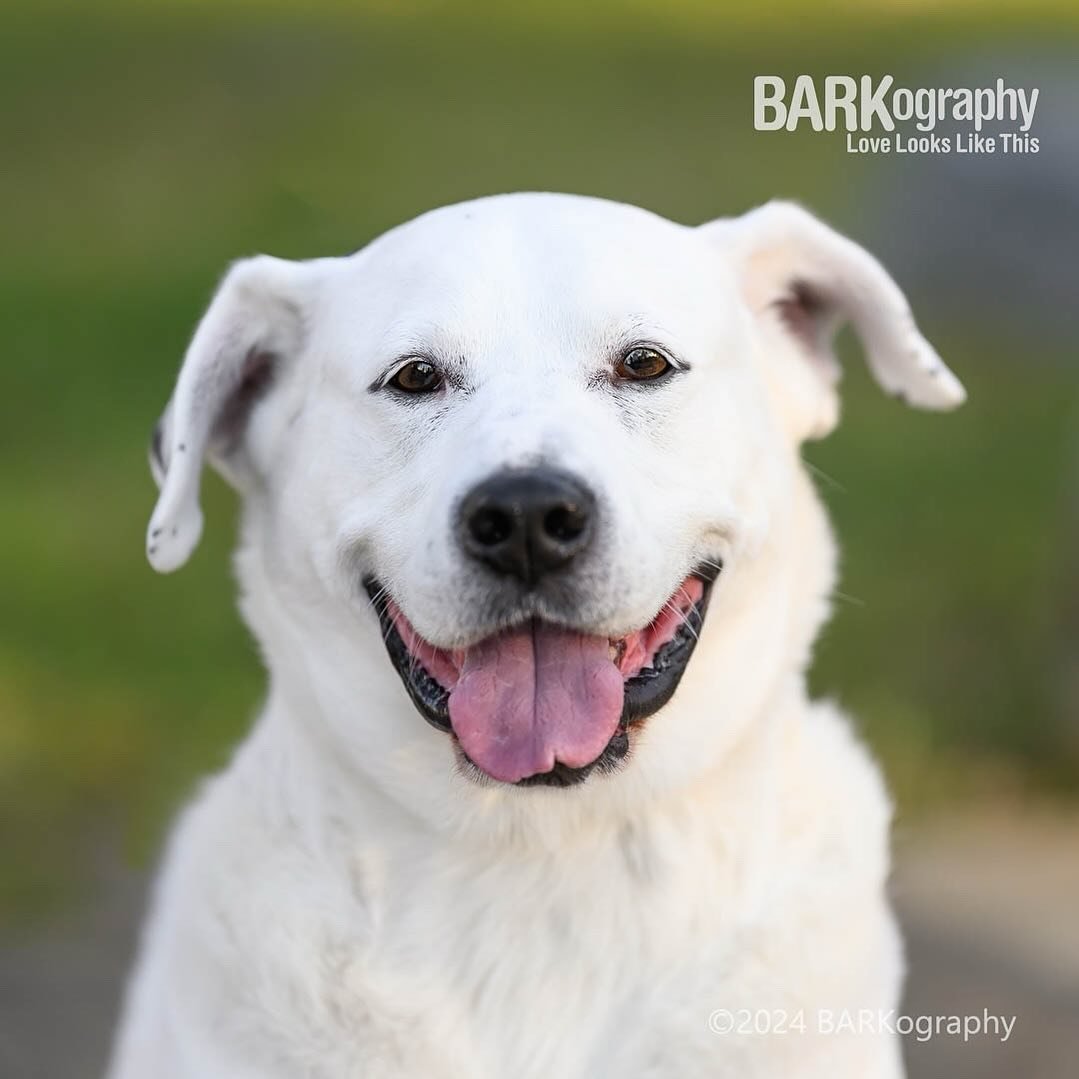 These are his silly ears. #jeffthedog #thingsthatmakemehappy
.
.
#barkography #lovelookslikethis #photographersdog #704 #charlottencphotographer #704dogs #cltdogs #dogsmile #smilingdog #smilingdogs #dogsincharlotte #dogmodeling #dogmodels #adopteddog