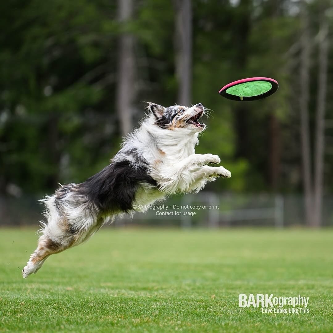 Model Call
⠀⠀⠀⠀⠀⠀⠀⠀⠀
Frisbee / Disc dogs needed.
⠀⠀⠀⠀⠀⠀⠀⠀⠀
I also need dogs that will jump. These can be with a ball or frisbee.
⠀⠀⠀⠀⠀⠀⠀⠀⠀
Frisbee dogs needed this week, jumping dogs in the next few weeks, just before it gets too hot outside.

Commen