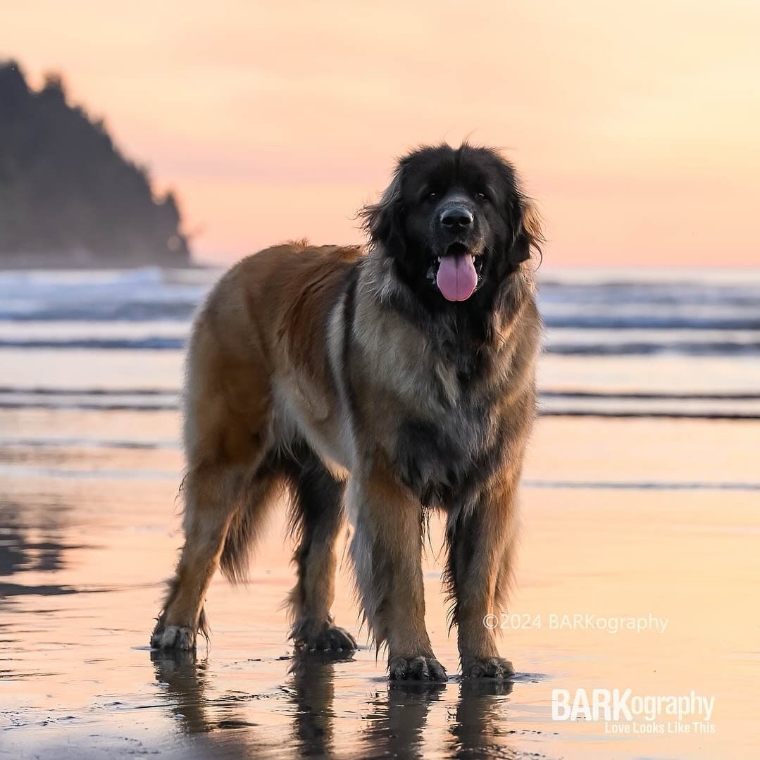 I Love Giant Dogs.
⠀⠀⠀⠀⠀⠀⠀⠀⠀
This is Tasha and she&rsquo;s the first leonberger I&rsquo;ve ever met and I had the pleasure of photographing her in Seaside Oregon.
⠀⠀⠀⠀⠀⠀⠀⠀⠀
This was my first time shooting sunset on the beach in a long time. I would l