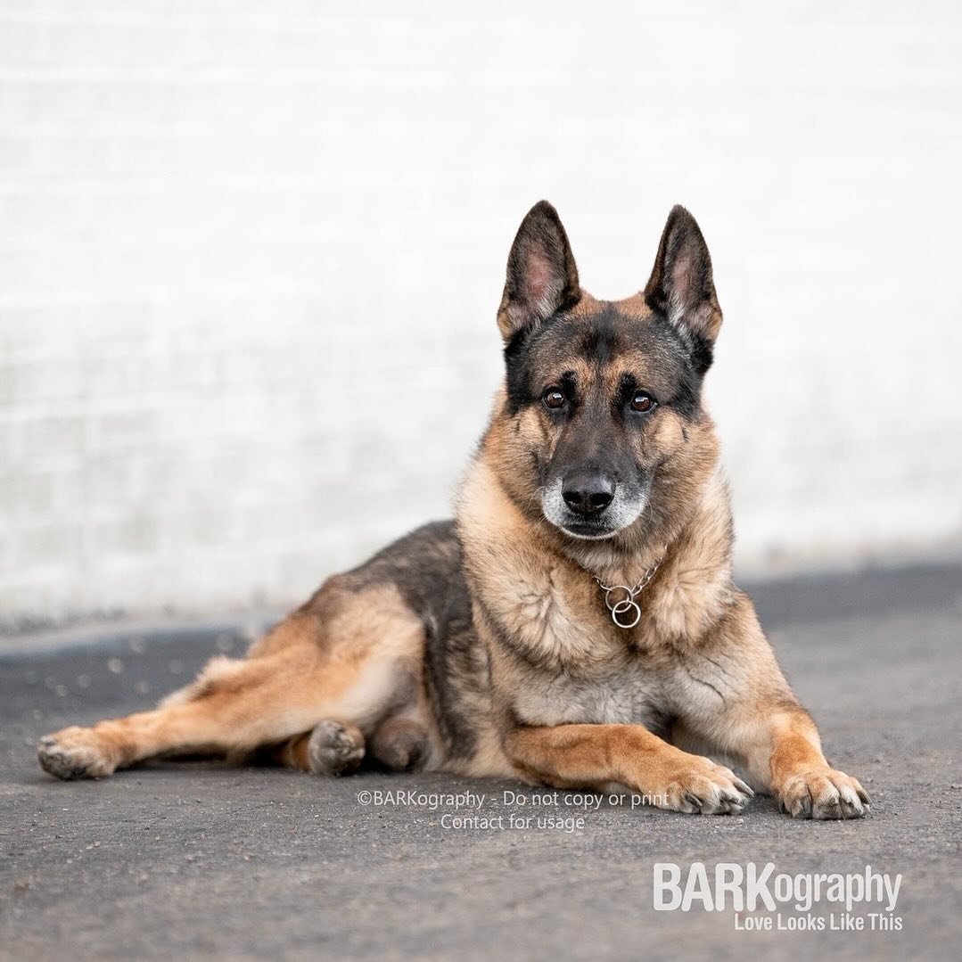 Today I was going to post a bright, colorful tuliptuesday photo but instead I&rsquo;m posting Arnie, a retired police dog I photographed back in 2020.
⠀⠀⠀⠀⠀⠀⠀⠀⠀
Please send my city your prayers, love, and healing.
⠀⠀⠀⠀⠀⠀⠀⠀⠀
Our local police force fac