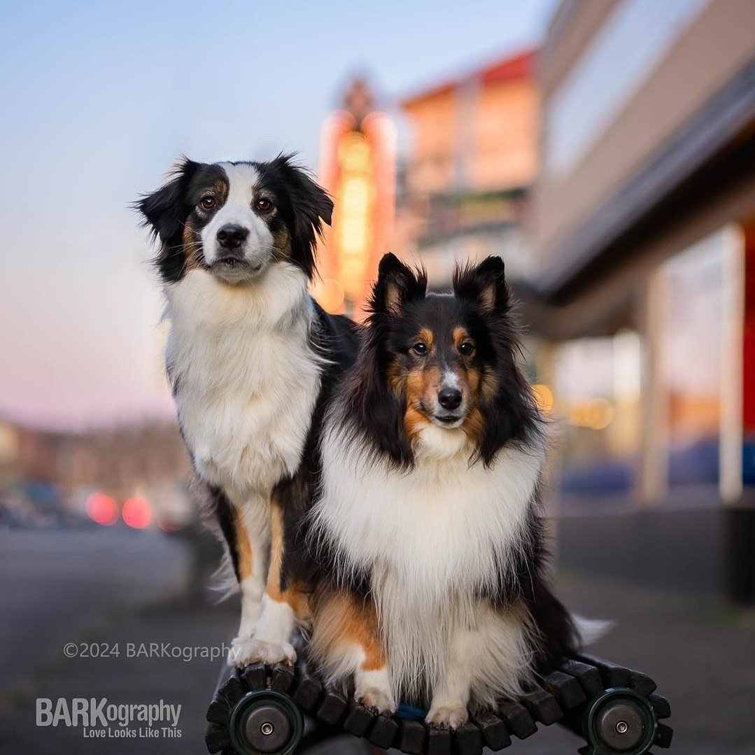 This is Willow and Lyra. They posed for Audrey (@sunsets_unleashed) and me while we were doing some urban photography in the quaint seaside town Astoria Oregon.
⠀⠀⠀⠀⠀⠀⠀⠀⠀
Audrey and I are both participating in the @unleashed.ed challenges and I was p