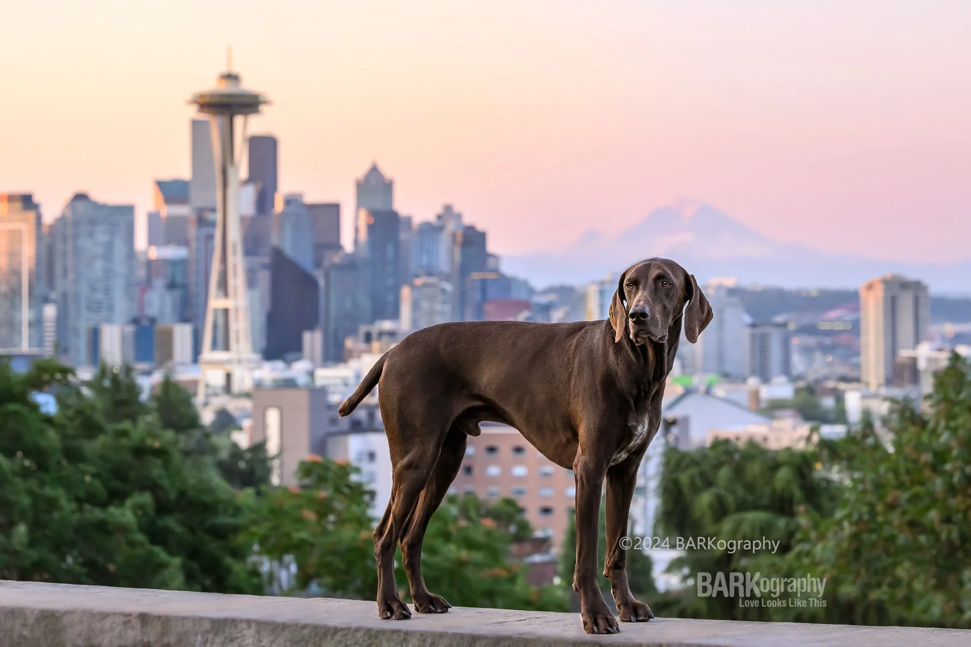 Why I Loved This Dog Before I Even Met Him