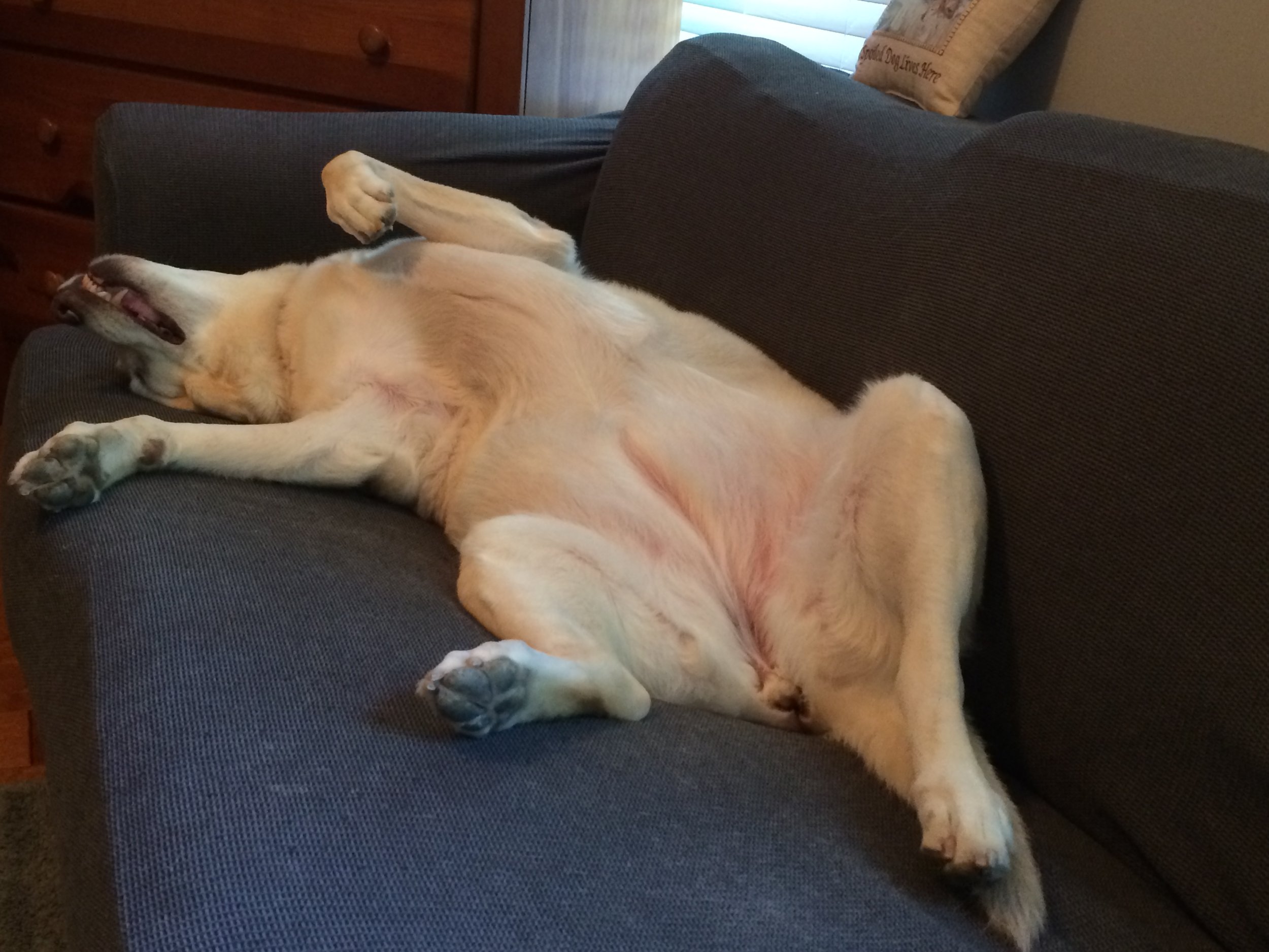 yellow lab sleeping on her back
