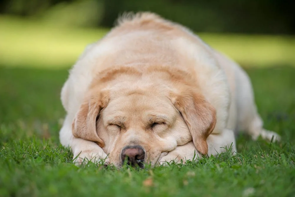 Photographer Problems with Lightroom and a Slow PC