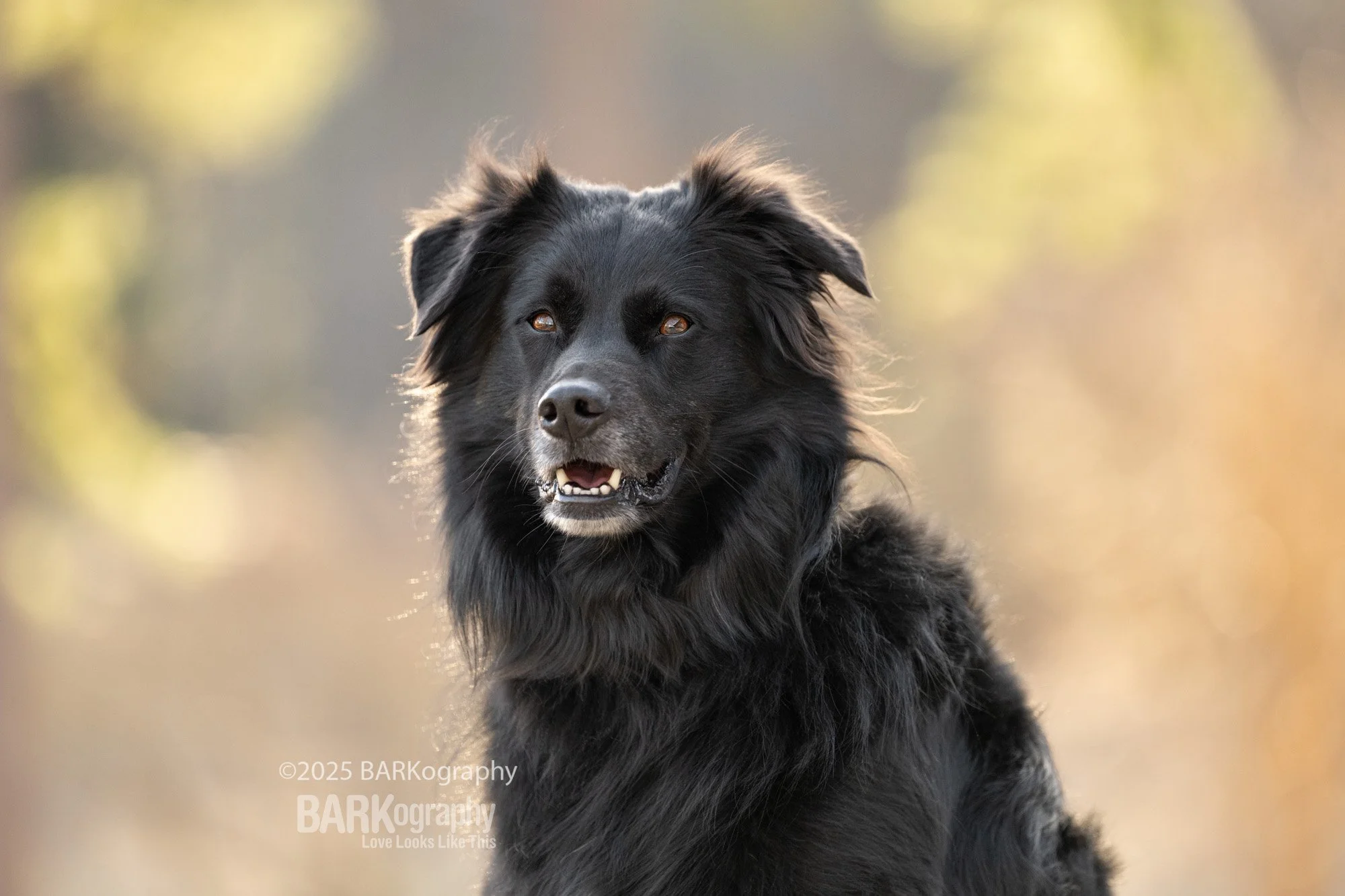 5 Tips Photographing Black Dogs