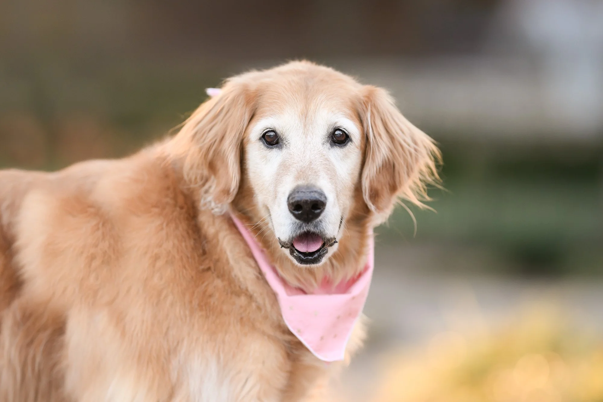 Photographing Senior Golden Retriever Sophie