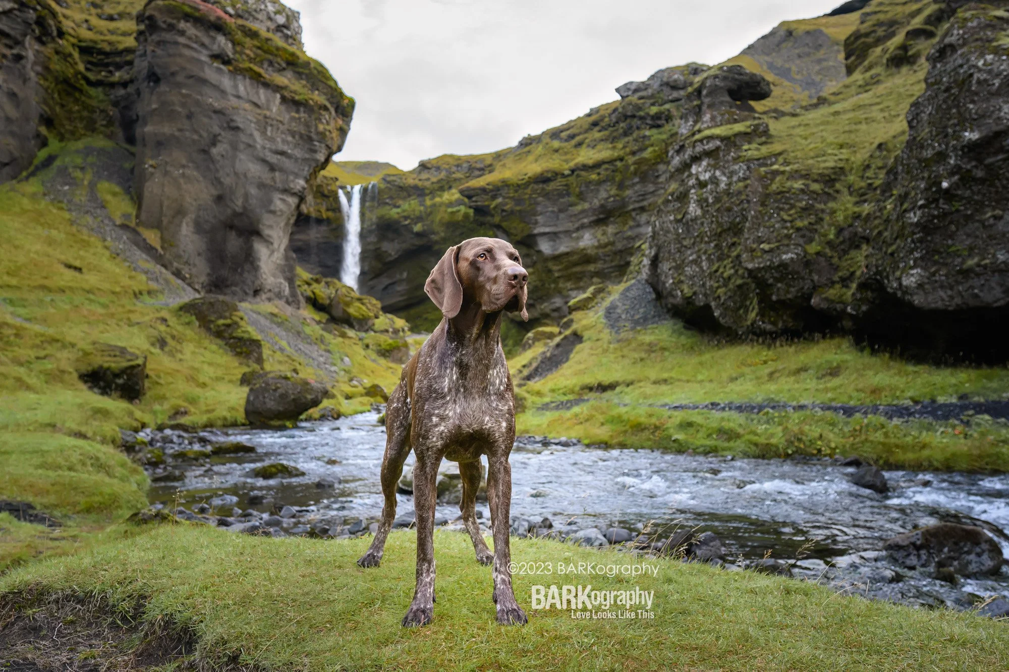 Happy Anniversary to BARKography!