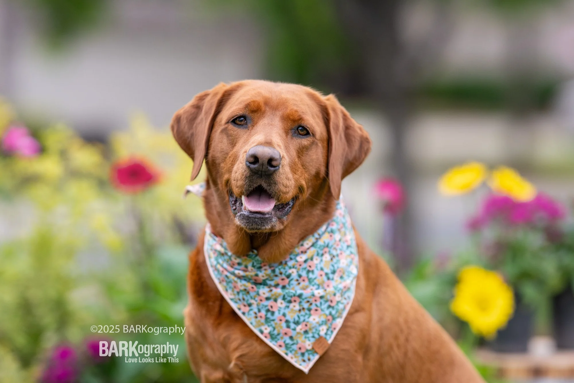 7 Tips to Keep Your Pets Safe This Summer