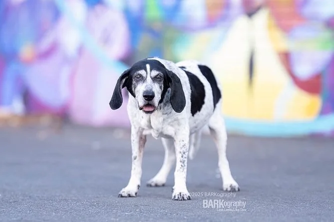 This is 16 (yes 16!!) year old Lola and she had an urban photo shoot around 36th Street in NoDa.

I prefer to do these in the early mornings when the streets aren&rsquo;t crowded and the light is always pretty.

Lola was on leash the entire photo ses