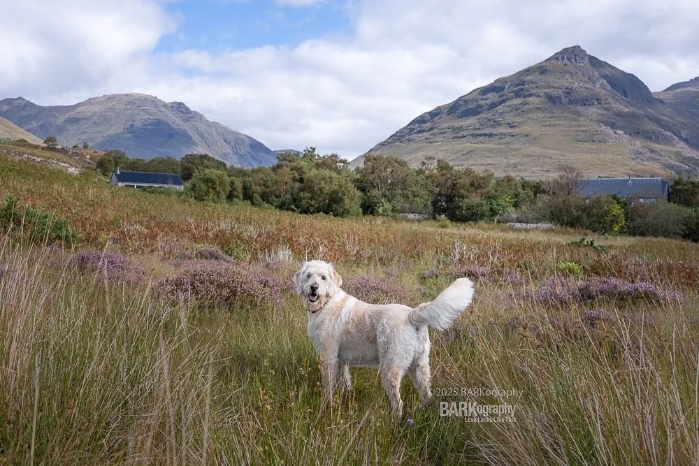 Yes Sally, I&rsquo;d follow you anywhere through the Scottish Highlands. #iwanttogoback
.
.
#barkography #lovelookslikethis #barkographyontour #travelingphotographer #willtraveltophotographdogs #wanderlust #wanderluster #lovestotravel #hererforthedoo