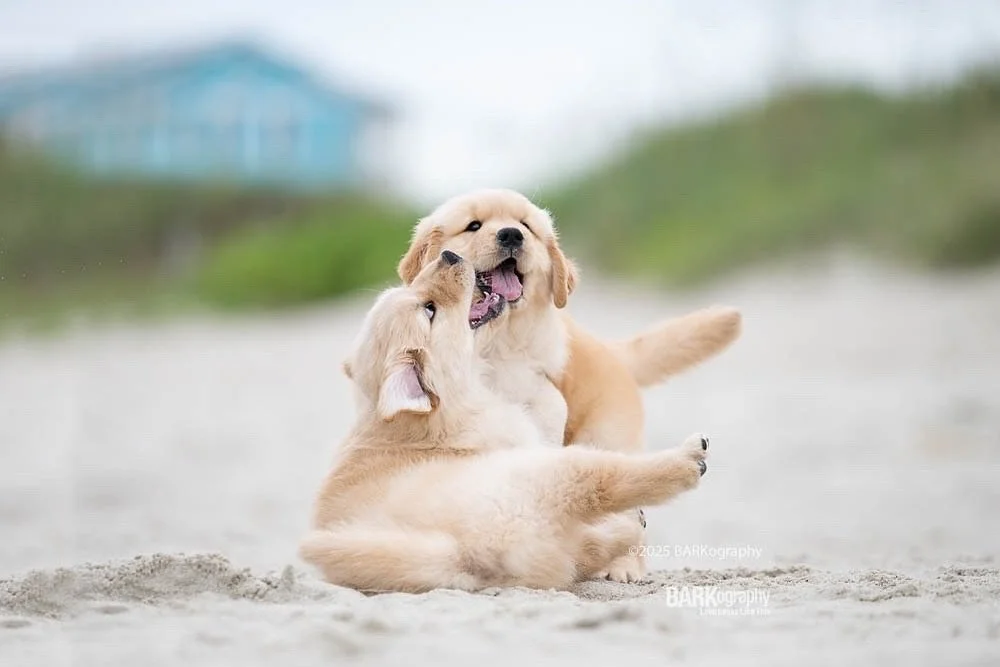 This weekend I&rsquo;m photographing golden retriever puppies again! #BestJobInTheWorld
@trekgoldens
.
.
#barkography #lovelookslikethis #goldenretrieverpuppylover