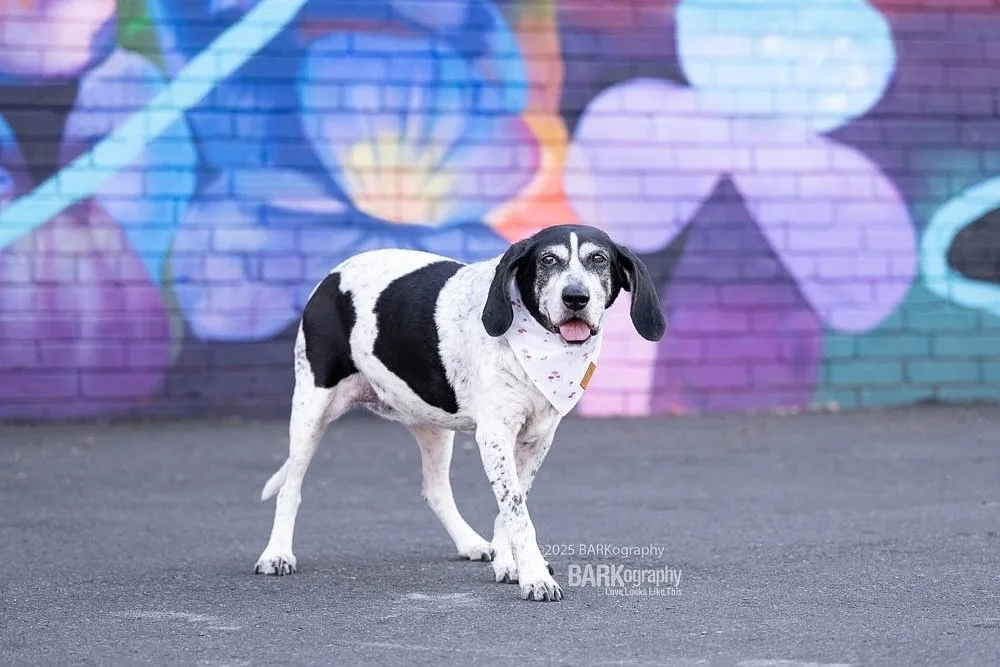 Switching it up from 7 week old puppy posts to a 16 year old hound mix named Lola.
⠀⠀⠀⠀⠀⠀⠀⠀⠀
May we all be so blessed to love ours for 16+ years!

(and Brett Eldredge has new music out. ❤️ I love his voice.)
.
.
#barkography #lovelookslikethis #704do