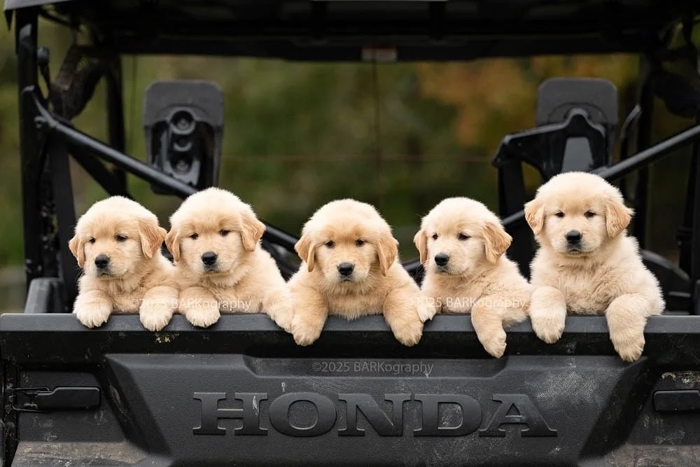 These puppies are joining their forever families today. How fun for all of them!
⠀⠀⠀⠀⠀⠀⠀⠀⠀
Later today I&rsquo;m photographing a 9th grade homecoming dance. Different for me but also fun!
.
.
#barkography #lovelookslikethis #puppy #puppylove #goldens