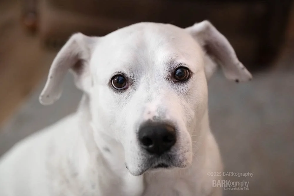 We roll the clocks back this weekend which means we get an extra hour of sleep... unless you have a dog.
⠀⠀⠀⠀⠀⠀⠀⠀⠀
Who else wakes up to this face? 😂
.
.
#barkography #lovelookslikethis #jeffthedog #photographersdog #cattledogmix #rescueddog #adopted