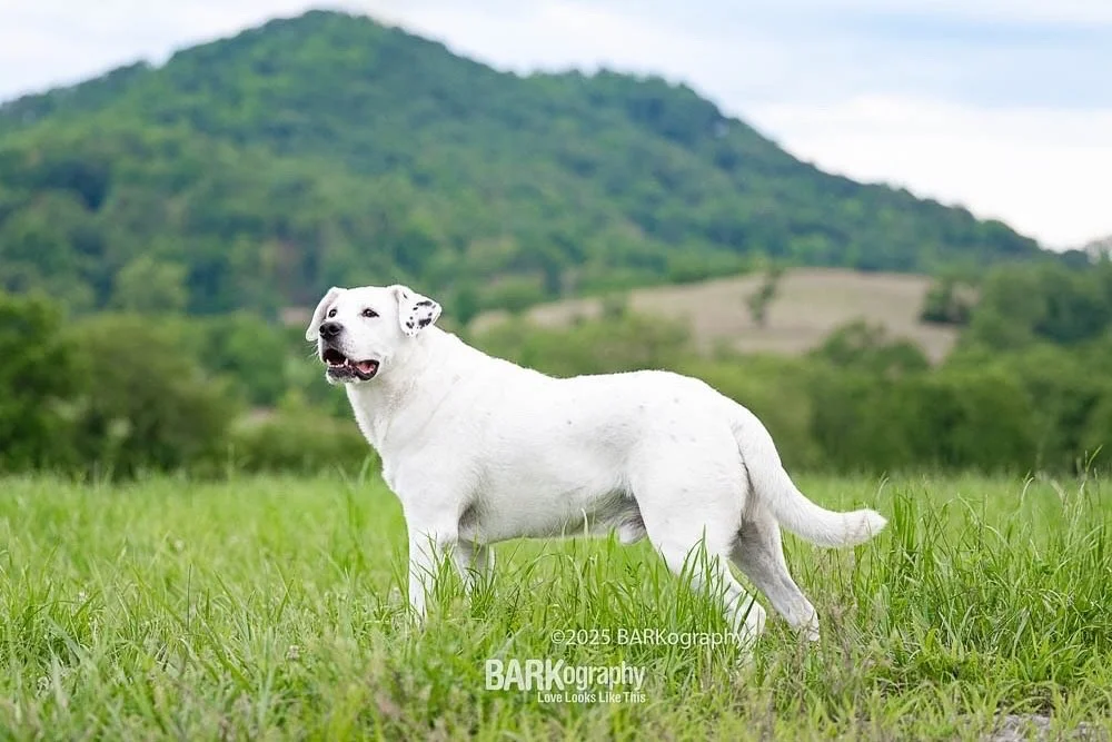 3 of the last 4 photos I&rsquo;ve posted are of Jeff. It&rsquo;s amazing to me how different he can look in photos.
.
.
⠀⠀⠀⠀⠀⠀⠀⠀⠀
#barkography #lovelookslikethis #photographersdog #jeffthedog #dogsmile #smilingdog #704dog #cltdog #cutedoggo #ncdog #a