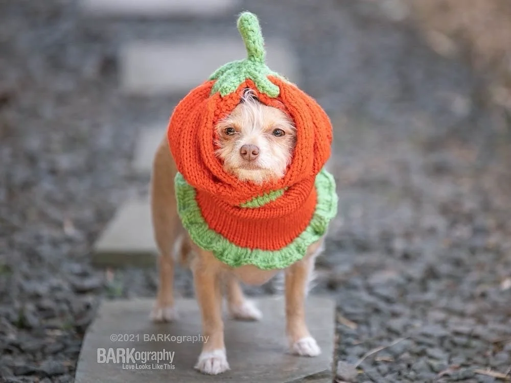 I&rsquo;m interrupting my planned Halloween post with this rant:
⠀⠀⠀⠀⠀⠀⠀⠀⠀
In my household this morning, we are about as happy as Ham here wearing this pumpkin snood.
⠀⠀⠀⠀⠀⠀⠀⠀⠀
@youtubetv
@disneyplus @disney
@abc
⠀⠀⠀⠀⠀⠀⠀⠀⠀
Get it together.
⠀⠀⠀⠀⠀⠀⠀⠀⠀
