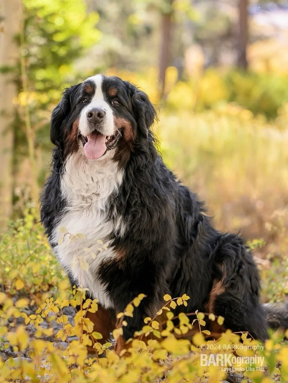 I don&rsquo;t know that I ever will but I would love to have a Berner to call my own one day.
⠀⠀⠀⠀⠀⠀⠀⠀⠀
This is @oliverbernerbabe and I loooove him!
⠀⠀⠀⠀⠀⠀⠀⠀⠀
I was riding with him in the backseat after our photo shoot and he laid down in my lap. I w