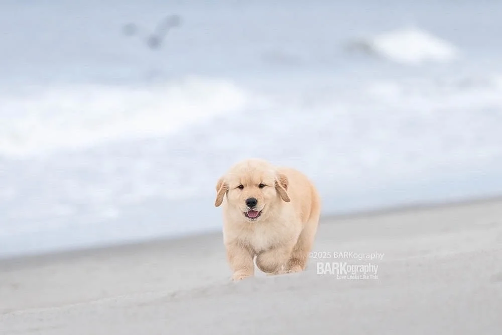Last night I had a client message me about scheduling photos with her dogs in a couple of weeks.
⠀⠀⠀⠀⠀⠀⠀⠀⠀
I photographed them last year: 2 labs and a german shorthaired pointer.
⠀⠀⠀⠀⠀⠀⠀⠀⠀
I woke up this morning to this message from her: &ldquo;Plus 