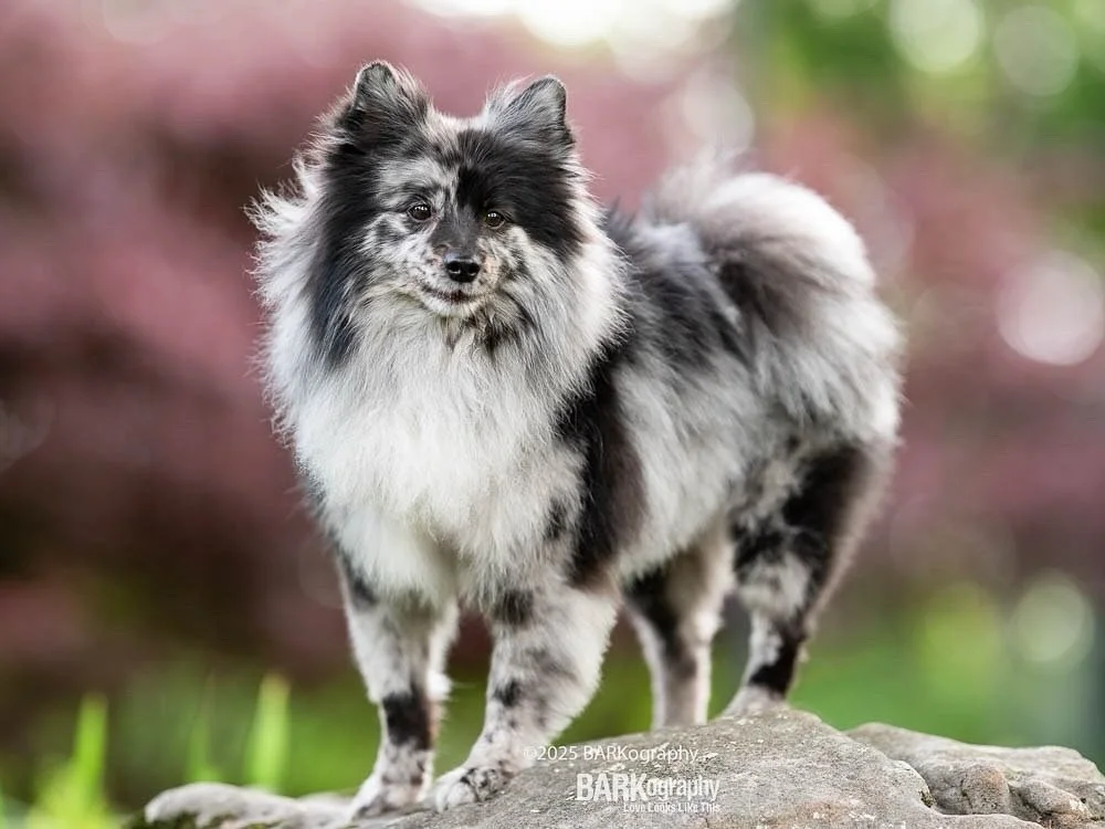 Which answer is correct?
⠀⠀⠀⠀⠀⠀⠀⠀⠀
My recent absence from Instagram was due to:
⠀⠀⠀⠀⠀⠀⠀⠀⠀
1. Travel schedule
2. Food poisoning
3. Abducted by aliens
.
.
#barkography #lovelookslikethis #floofer #floofy #tinybutmighty #pom #pomeranian #bluemerle #blue